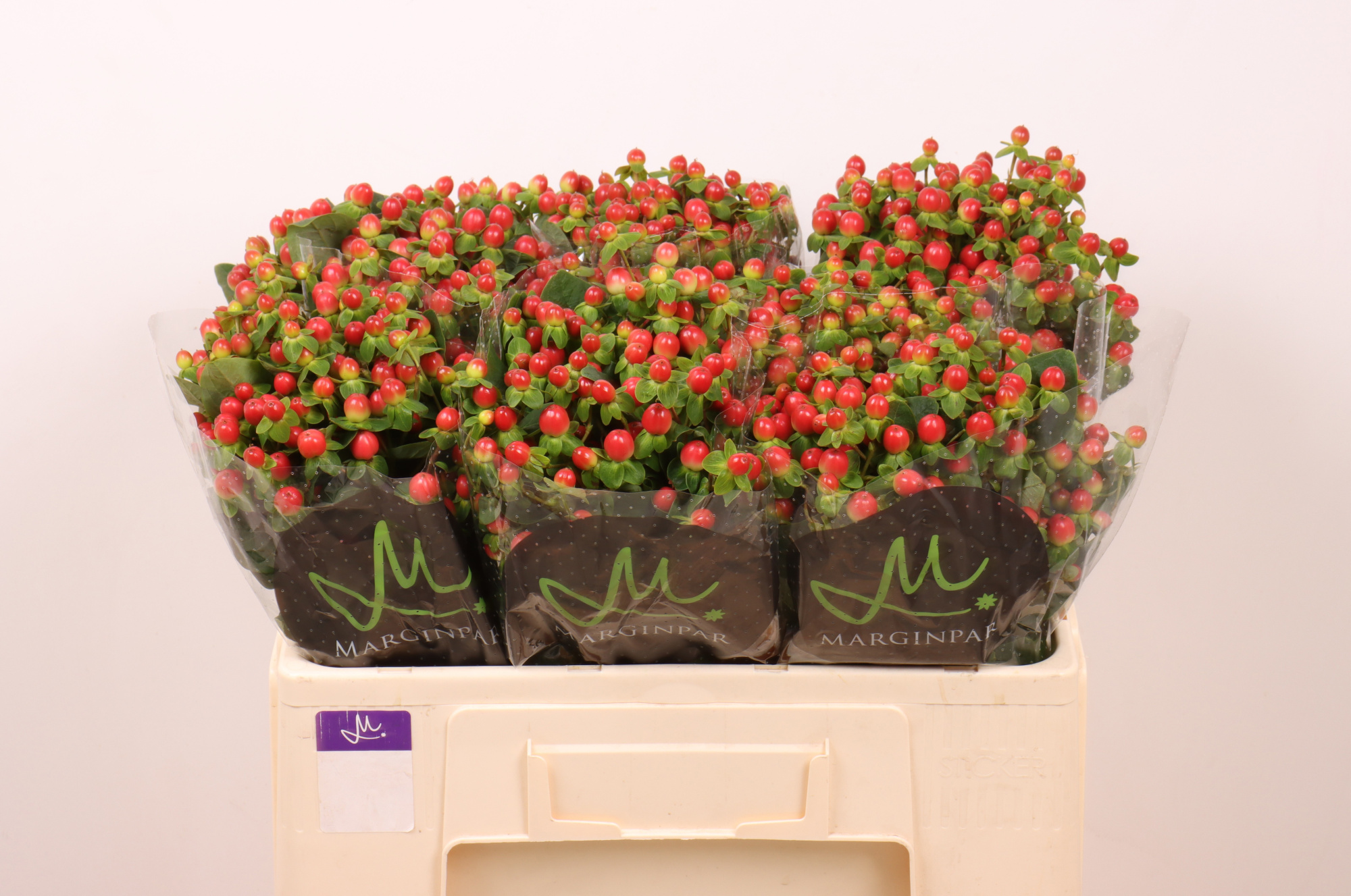 Гипперикум Томато Флэр 50, шт.