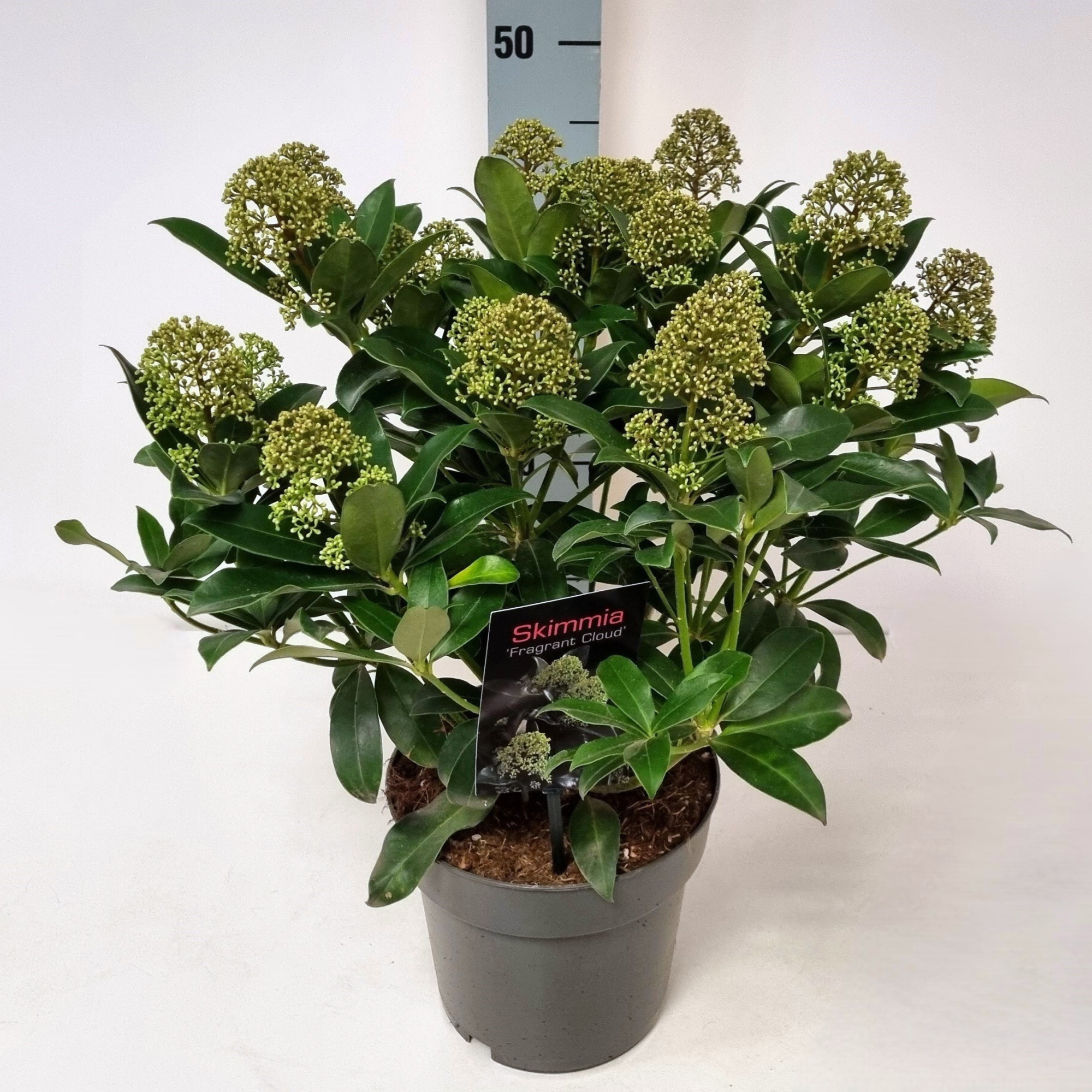 Skimmia jap. 'Fragrant Cloud' P19, D 19