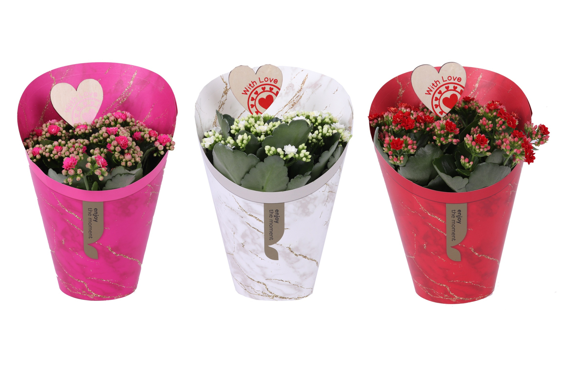 KP-894.8 - Kalanchoe Rosalina 15cm in Gifts Lovemix bijsteker, D 15