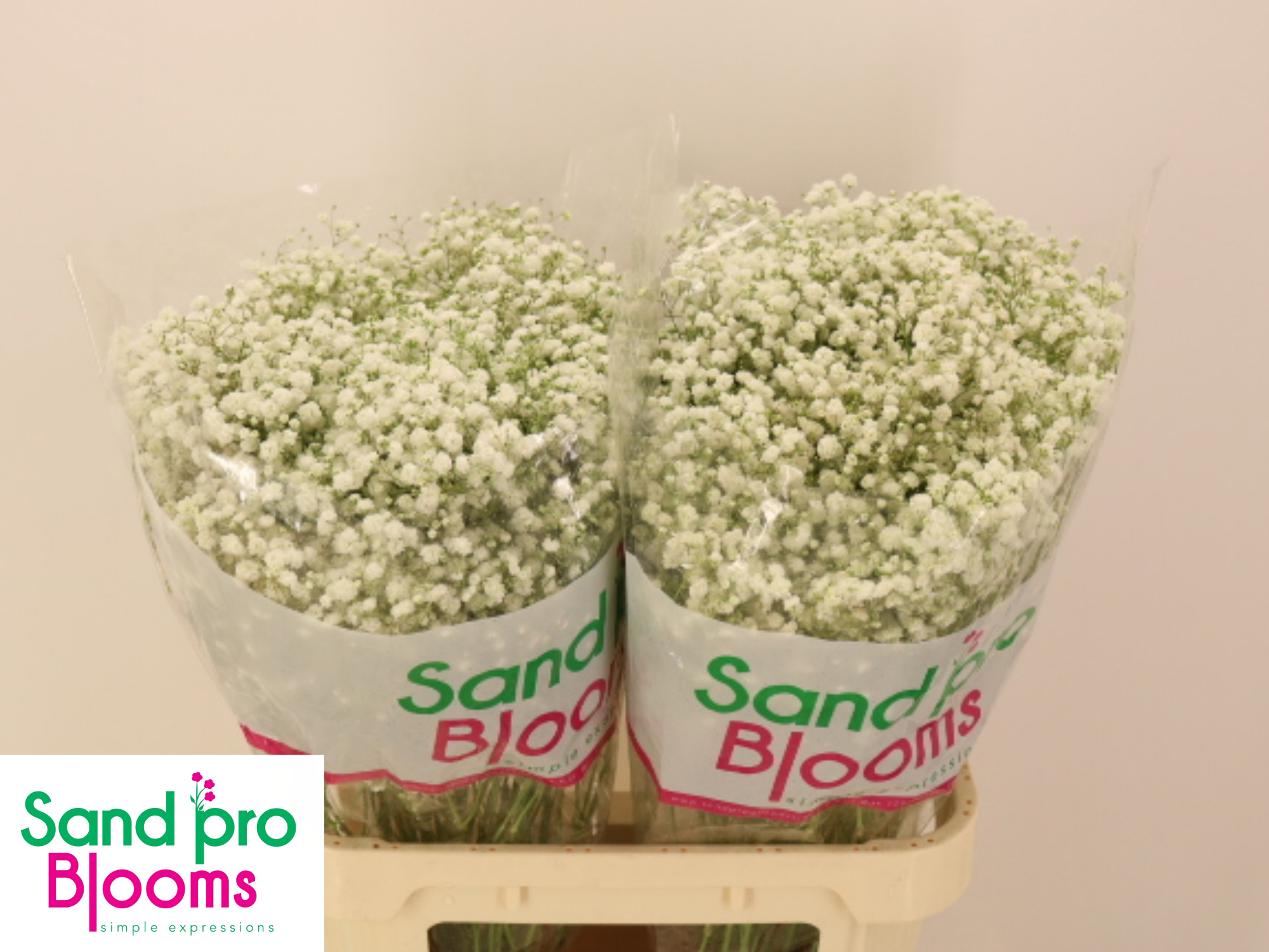 Гипсофила Экселенс 80 (бел.), шт.