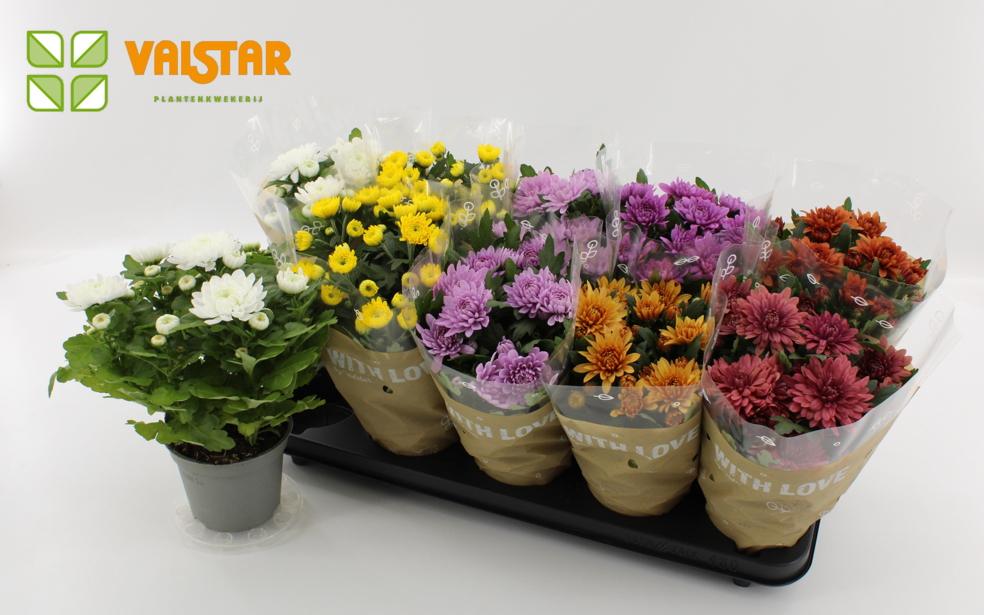 Chrysanthemum, 12 cm Dubbelbloemig With Love by Valstar Mix, D 12