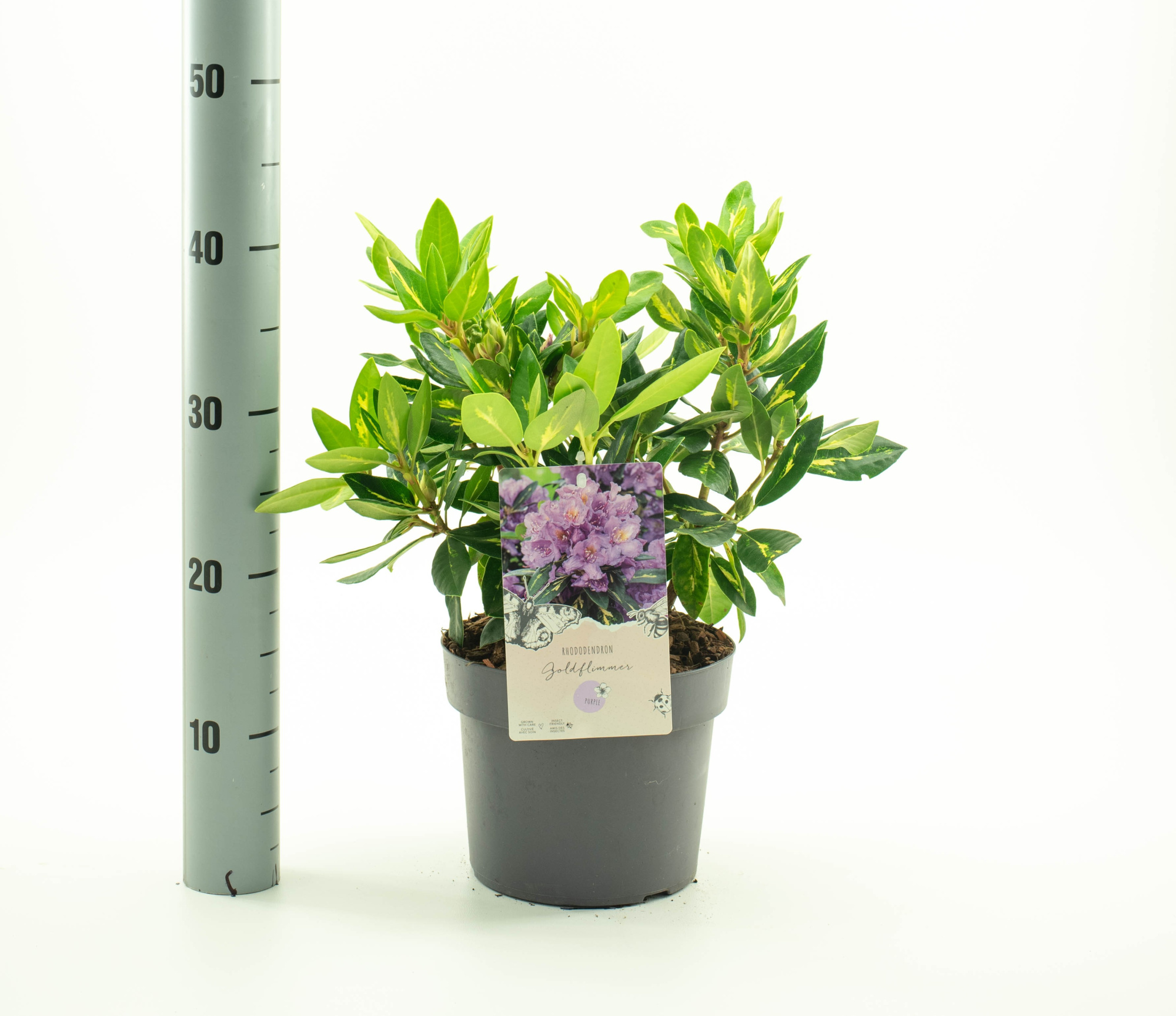 Rhododendron 'Goldflimmer', D 19 cm