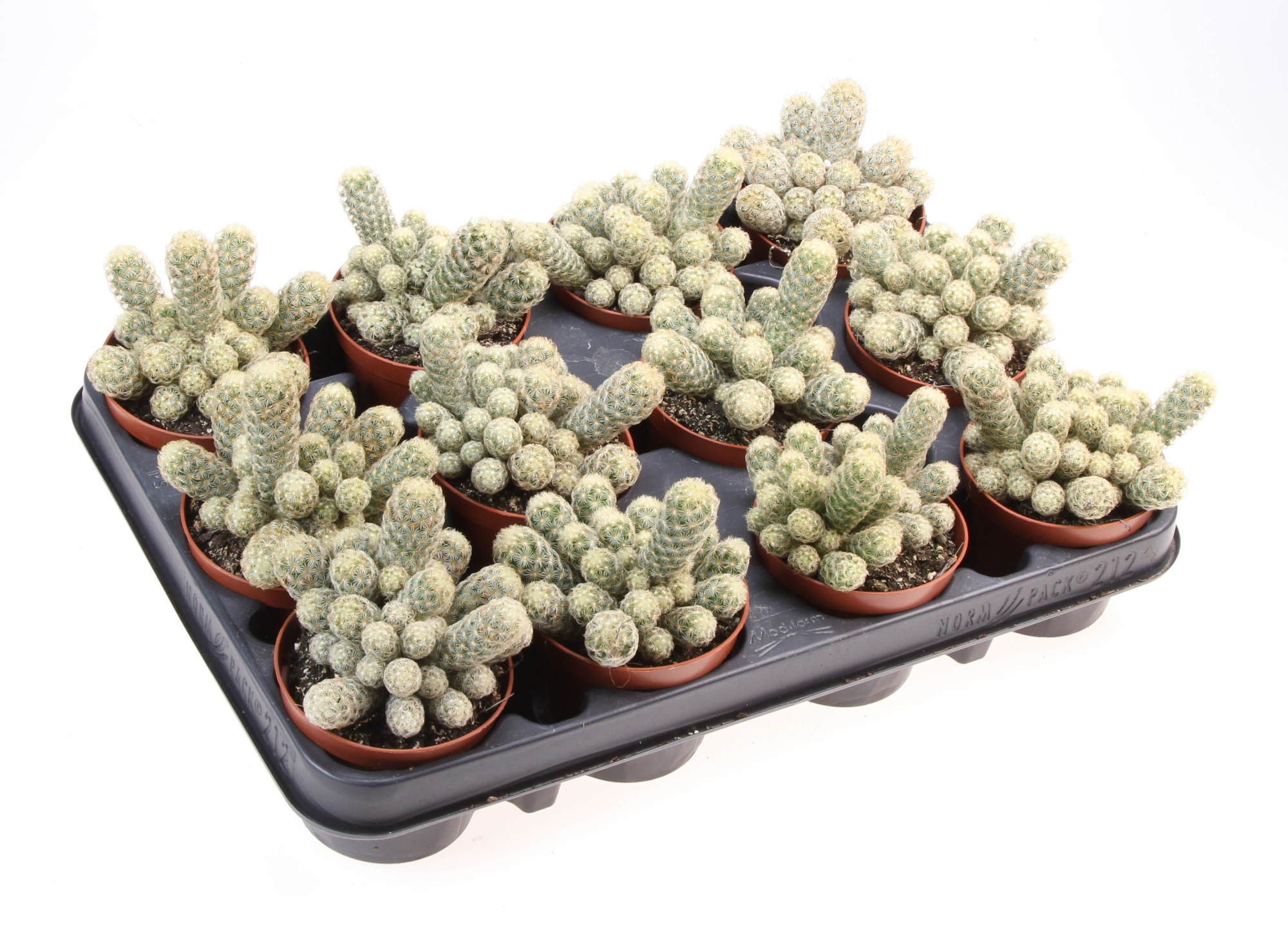 Mammillaria elongata lemon, D 8,5