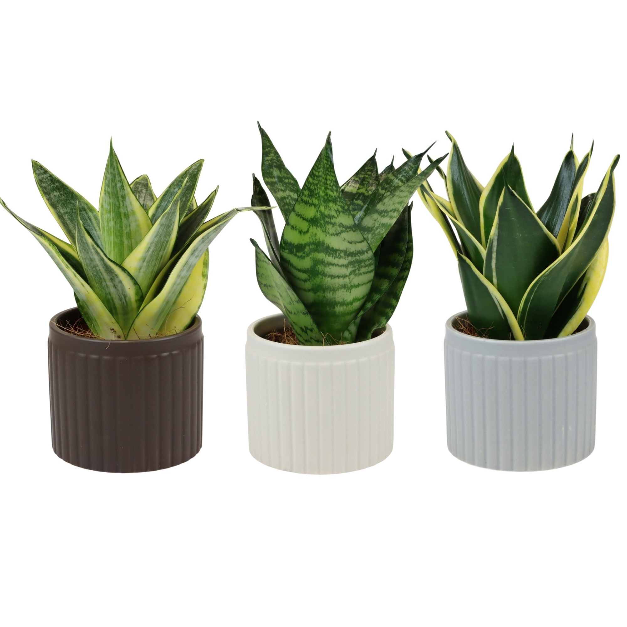 Line with Sansevieria Hahni mix, D 9