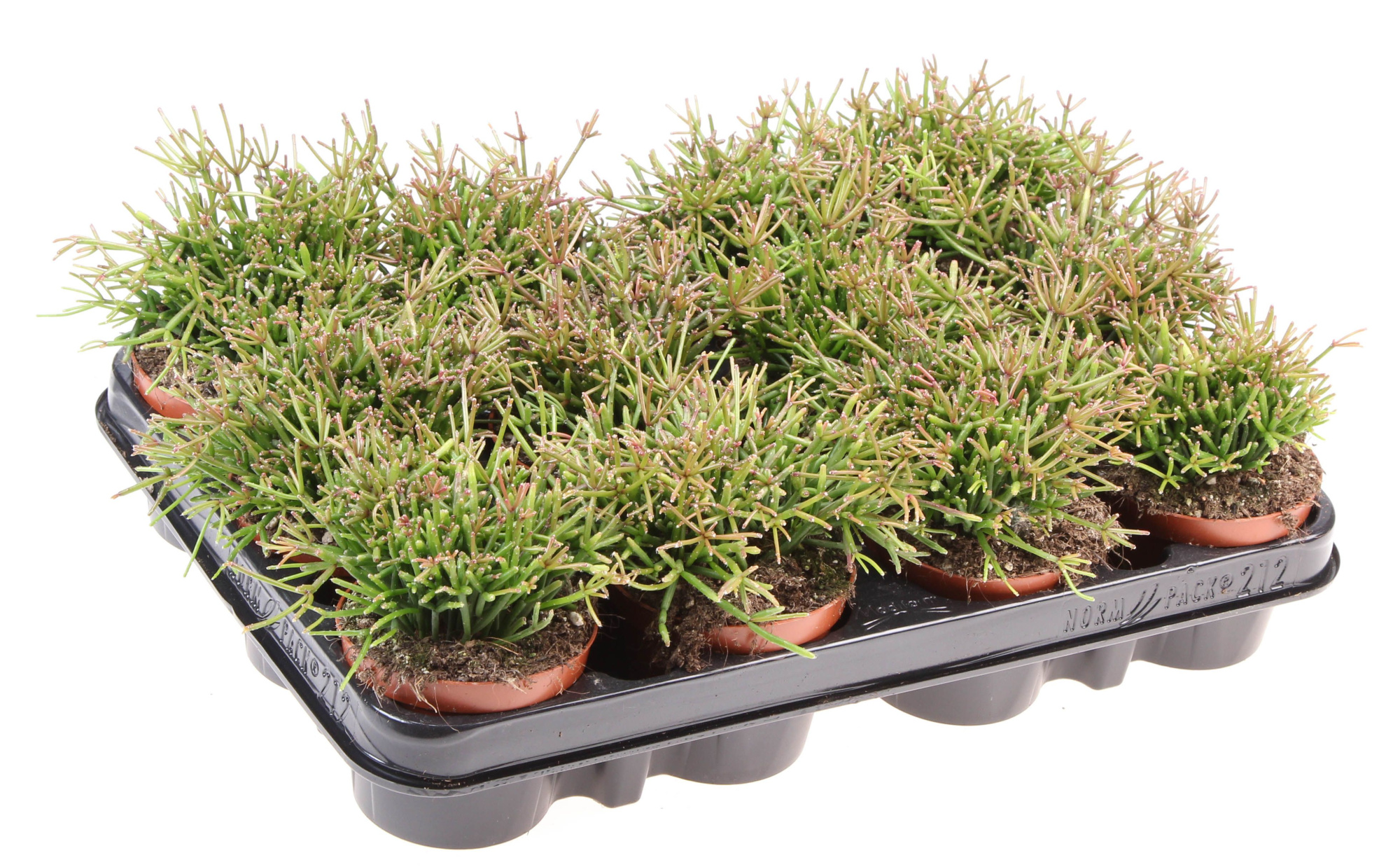 Rhipsalis Clavata, D 8,5