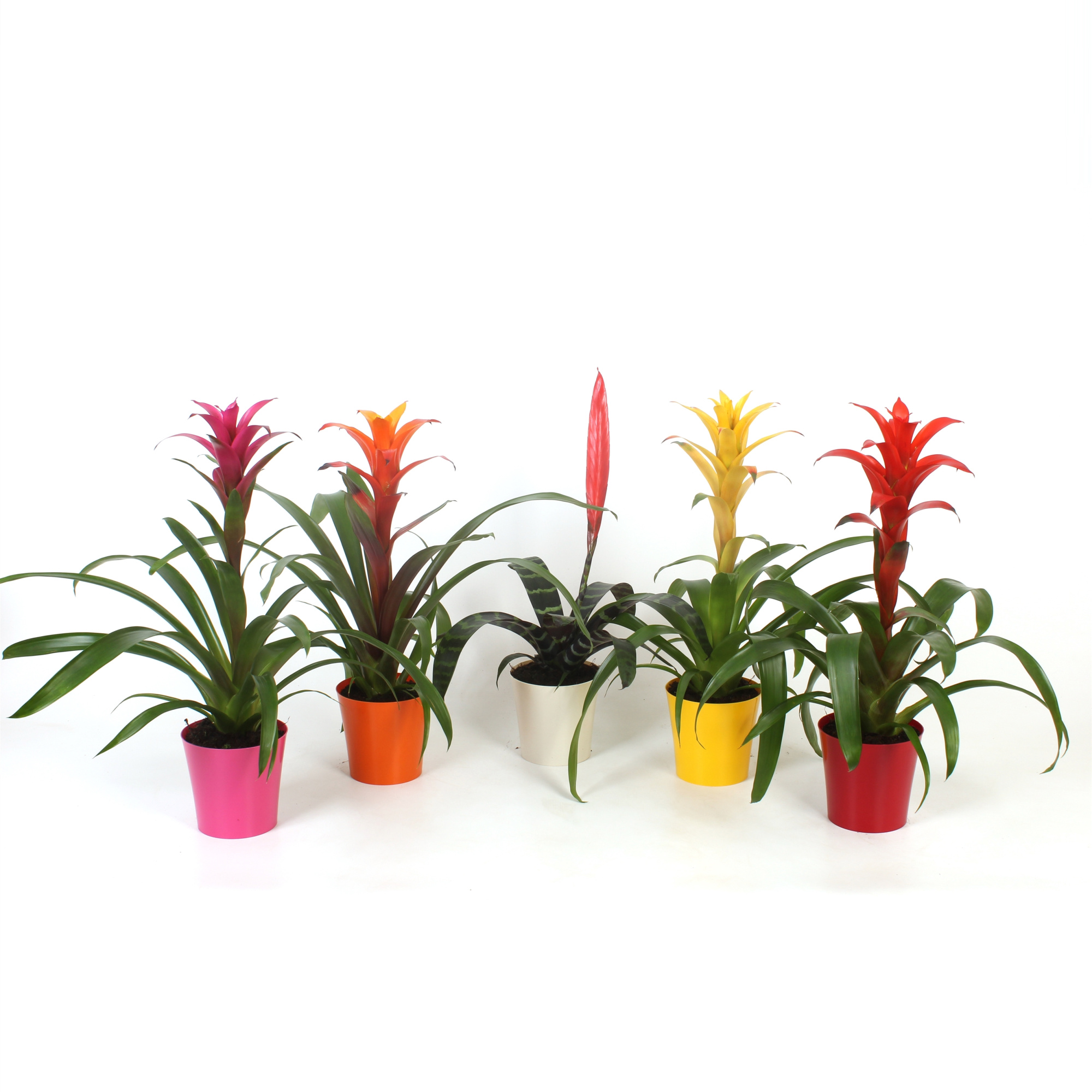 Bromelia Original mix in plastic pot Inge, D 13