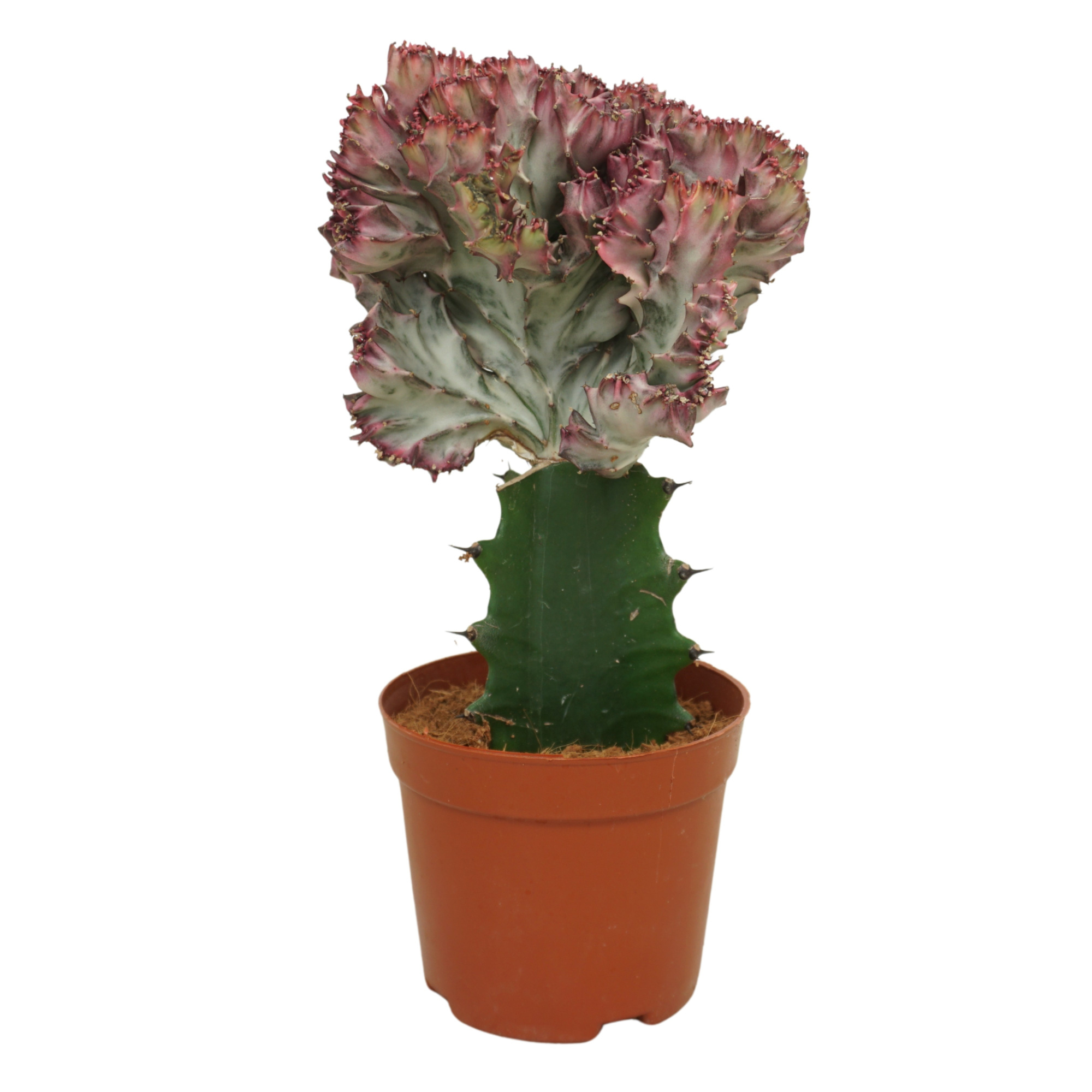 Euphorbia lactea 'cristata' 10,5 cm, D 10,5