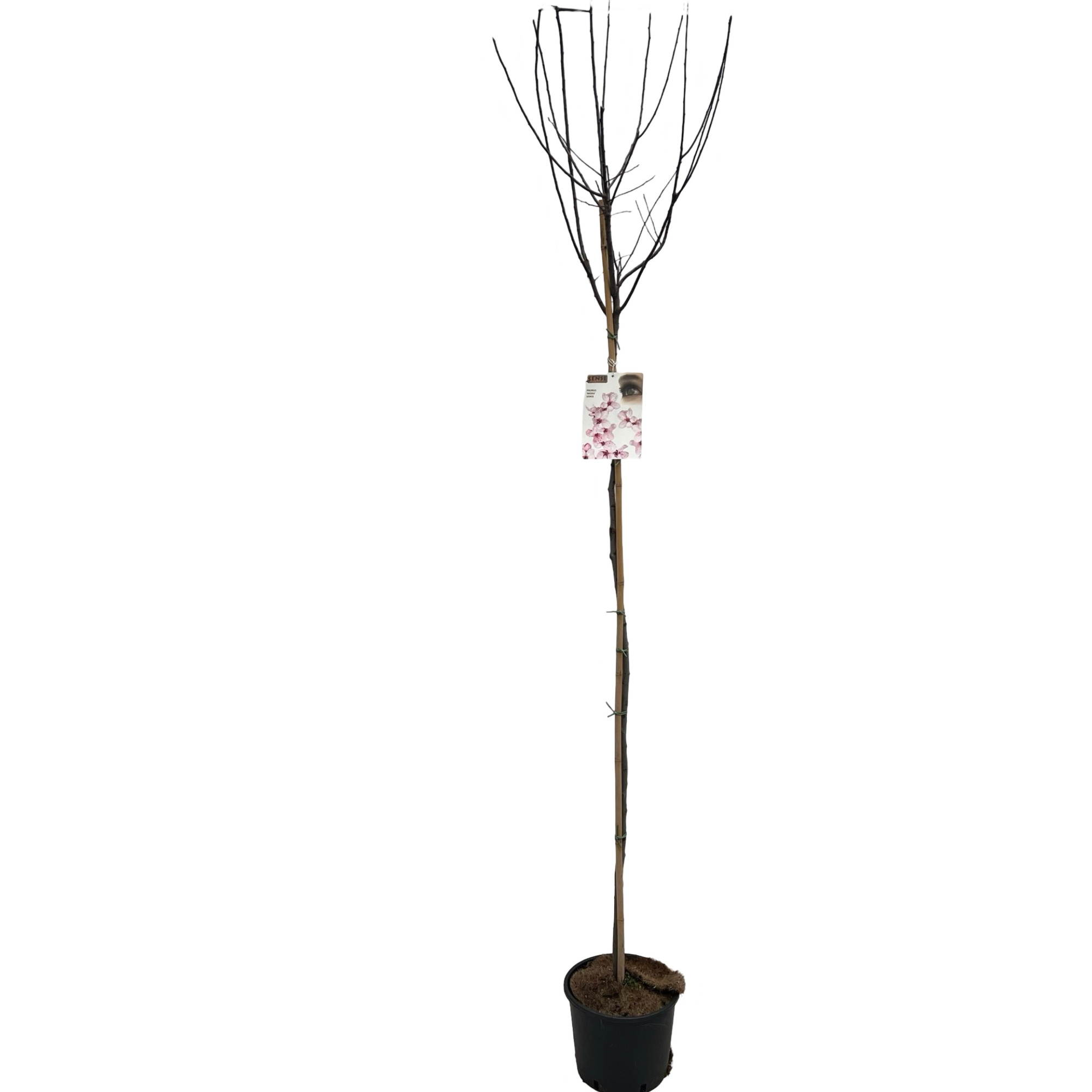 Prunus 'Nigra' Stam 180cm, D 27