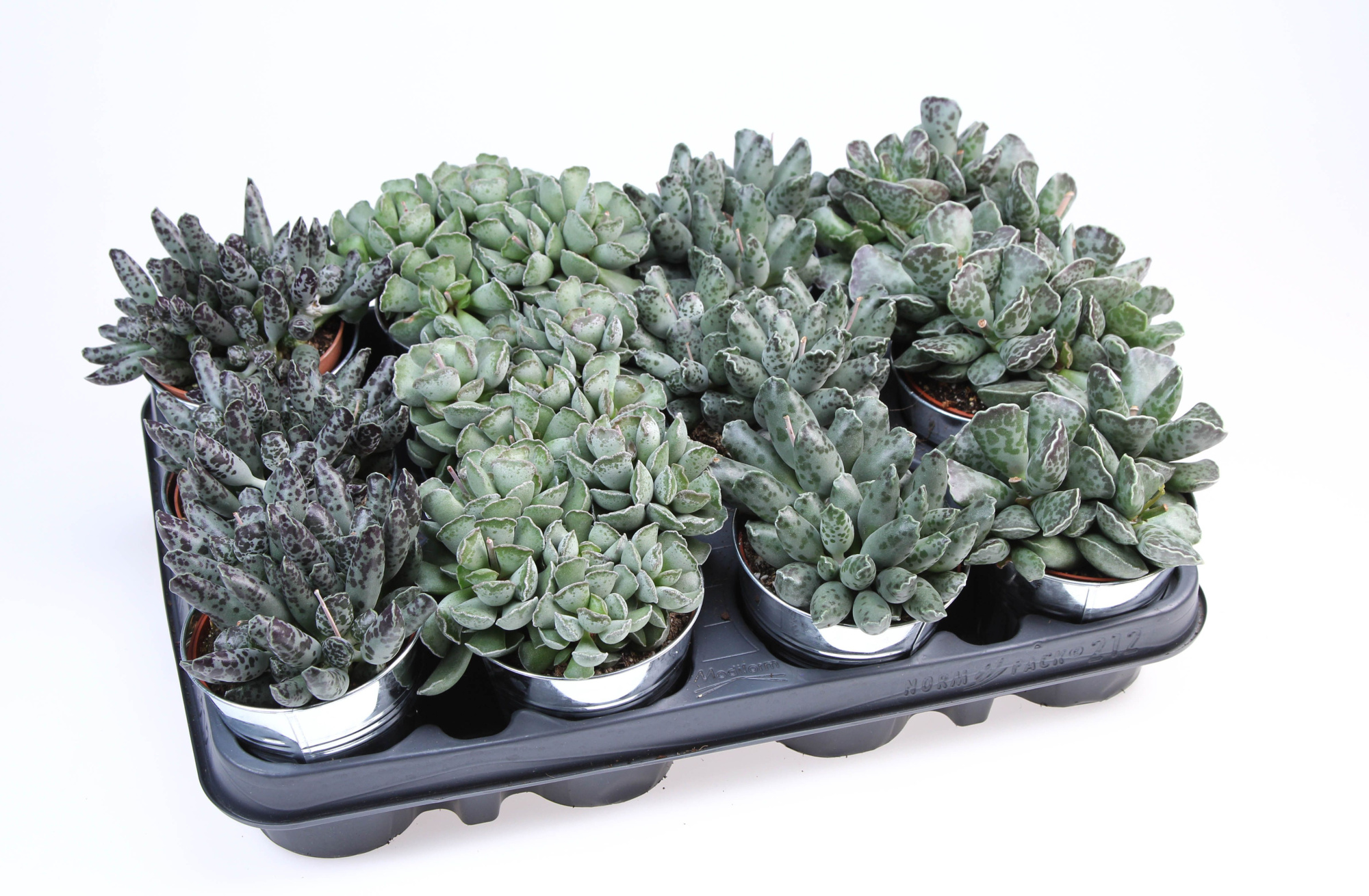 Adromischusmix in Zinkpot, D 8,5