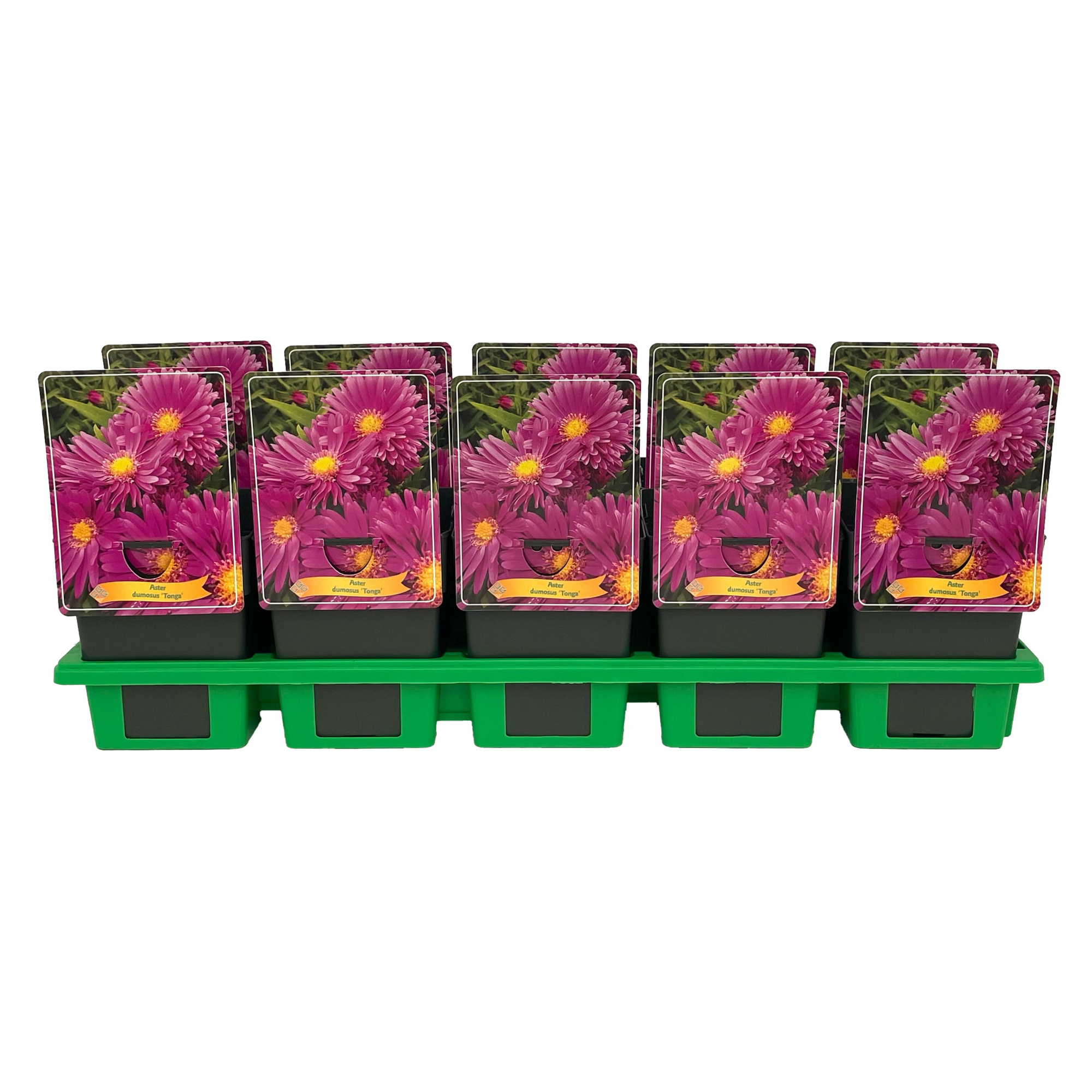 Aster 'Tonga' P11, D 11
