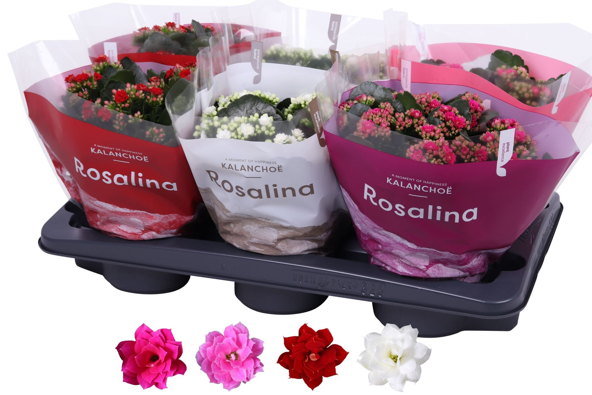 Kalanchoe Rosalina 15cm mix, TST love, D 15