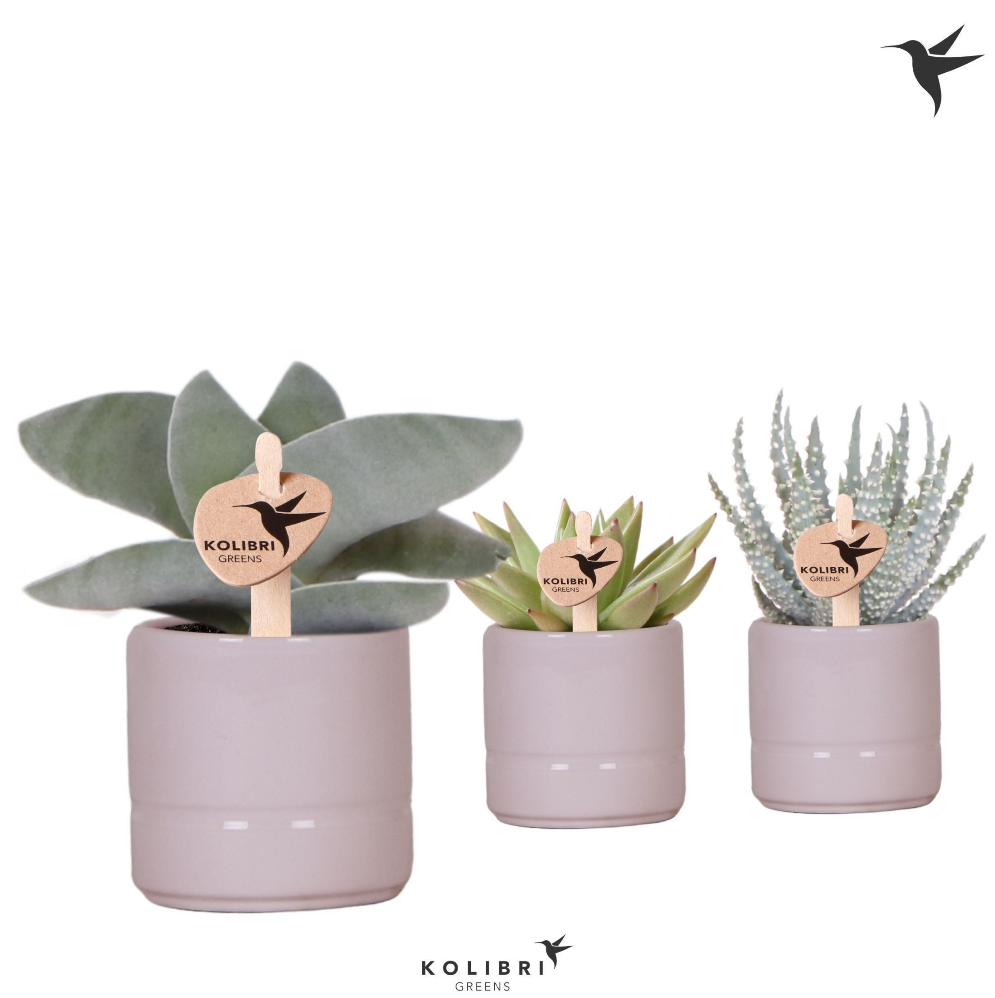 Kolibri Greens Succulenten mix in Pastel pot pink, D 6