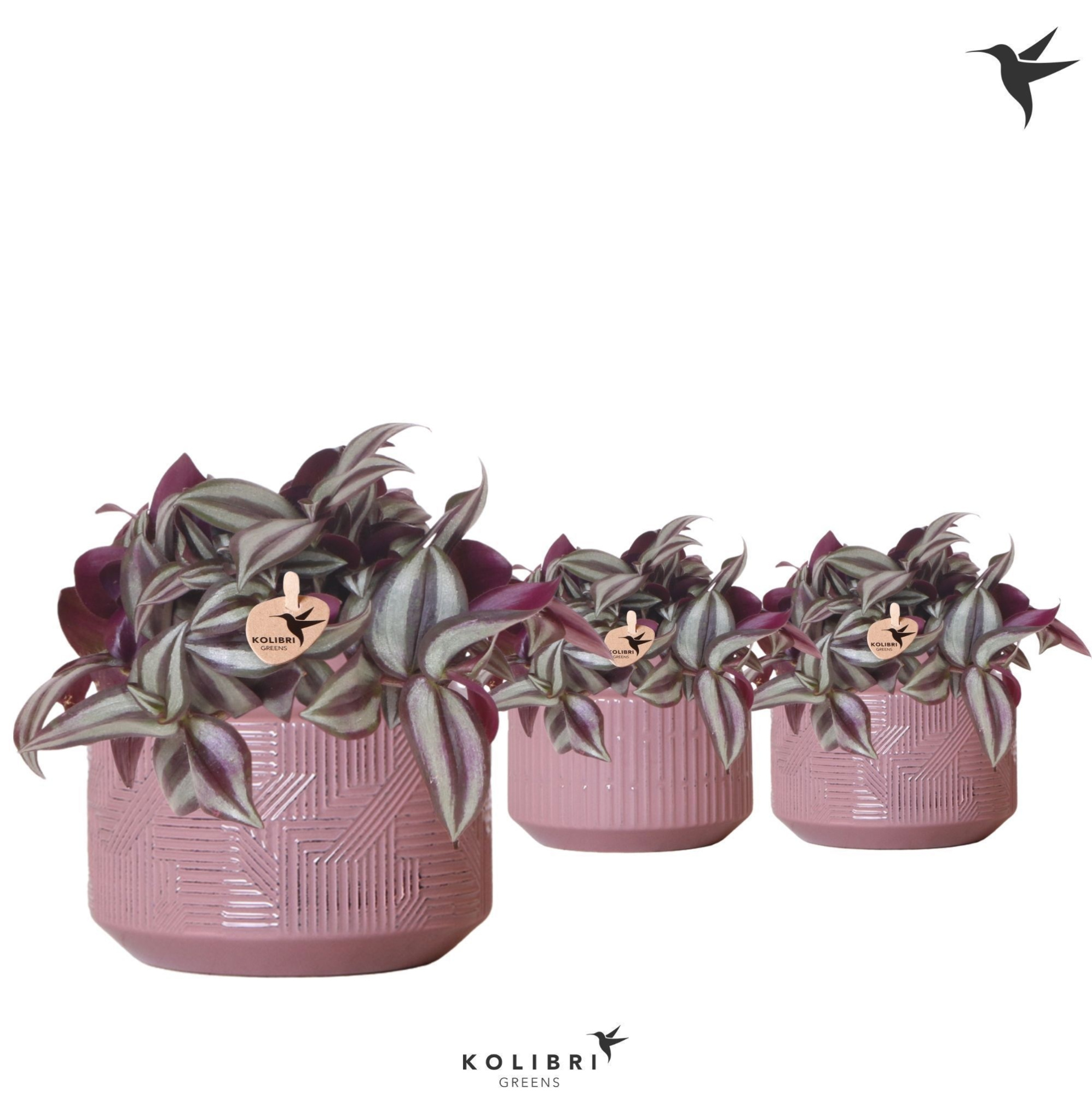 Kolibri Greens Tradescantia Zebrina in Maze pot purple, D 9