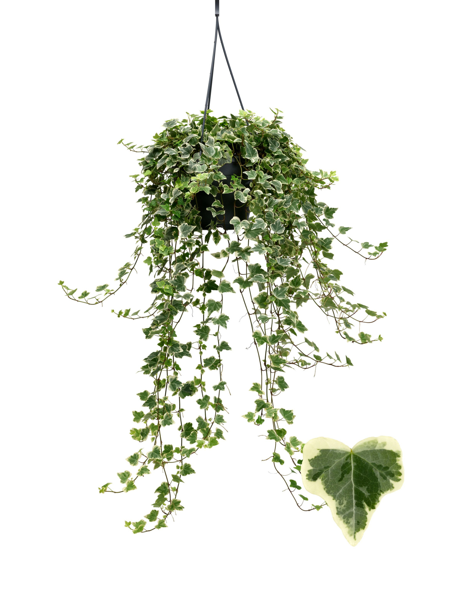 White Wonder 19cm, D 19