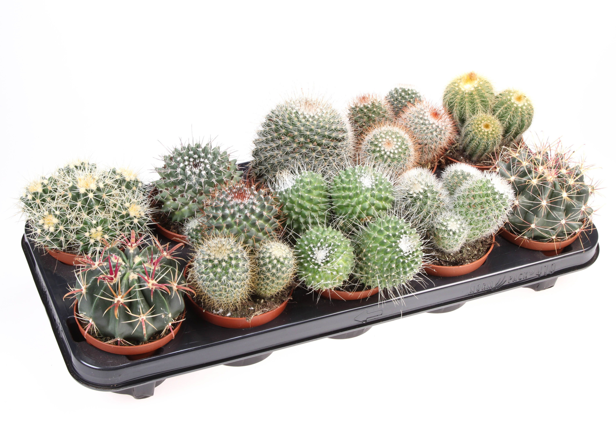 Cactus bol mix, D 10,5