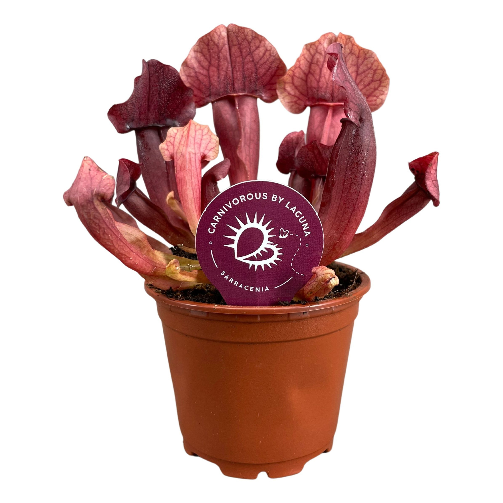 Sarracenia Maroon 8,5 cm, D 8,5