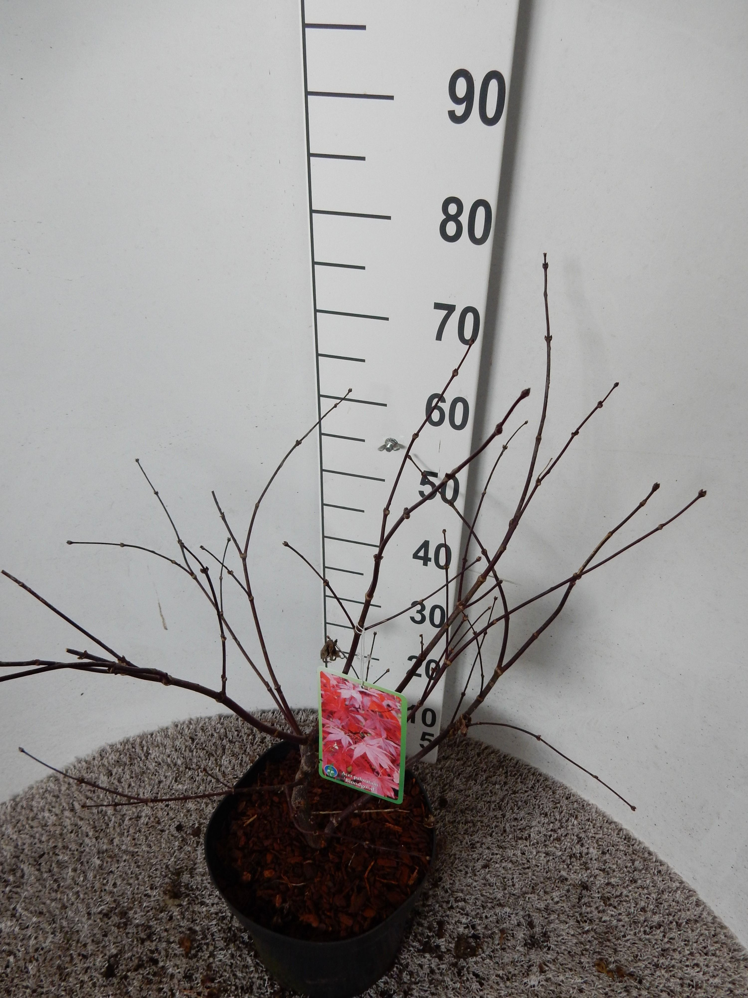 Acer palm. Bloodgood 50-60 P26, D 26