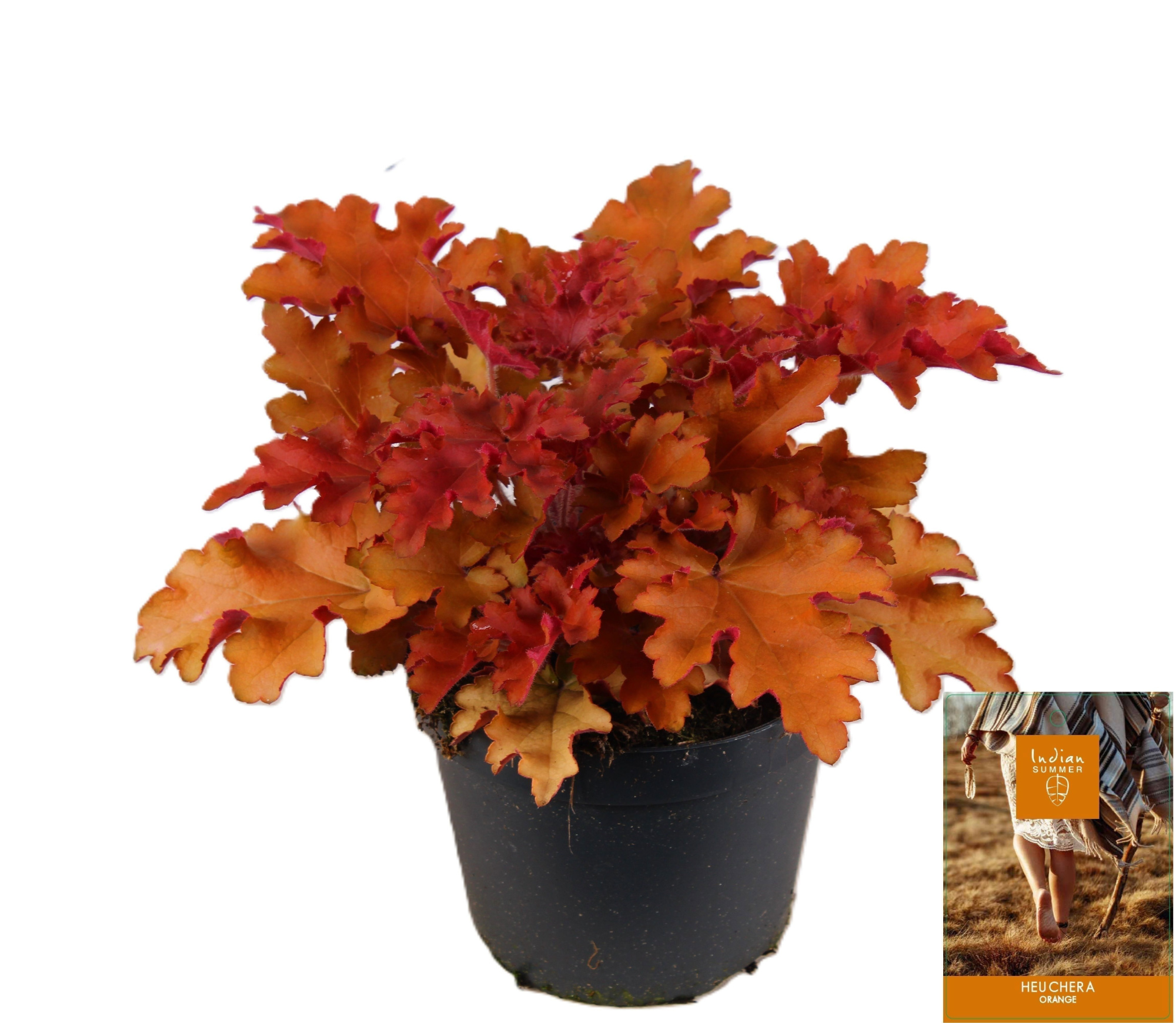 Heuchera Indian Summer Orange, D 15