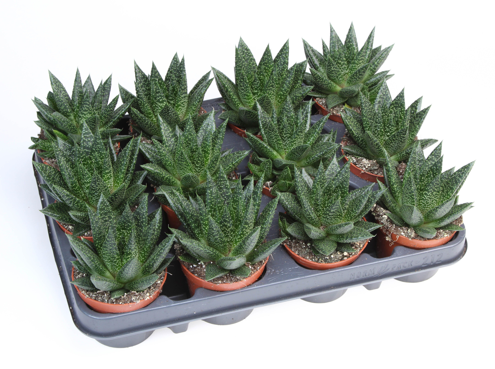 Gasteraloe flow, D 8,5