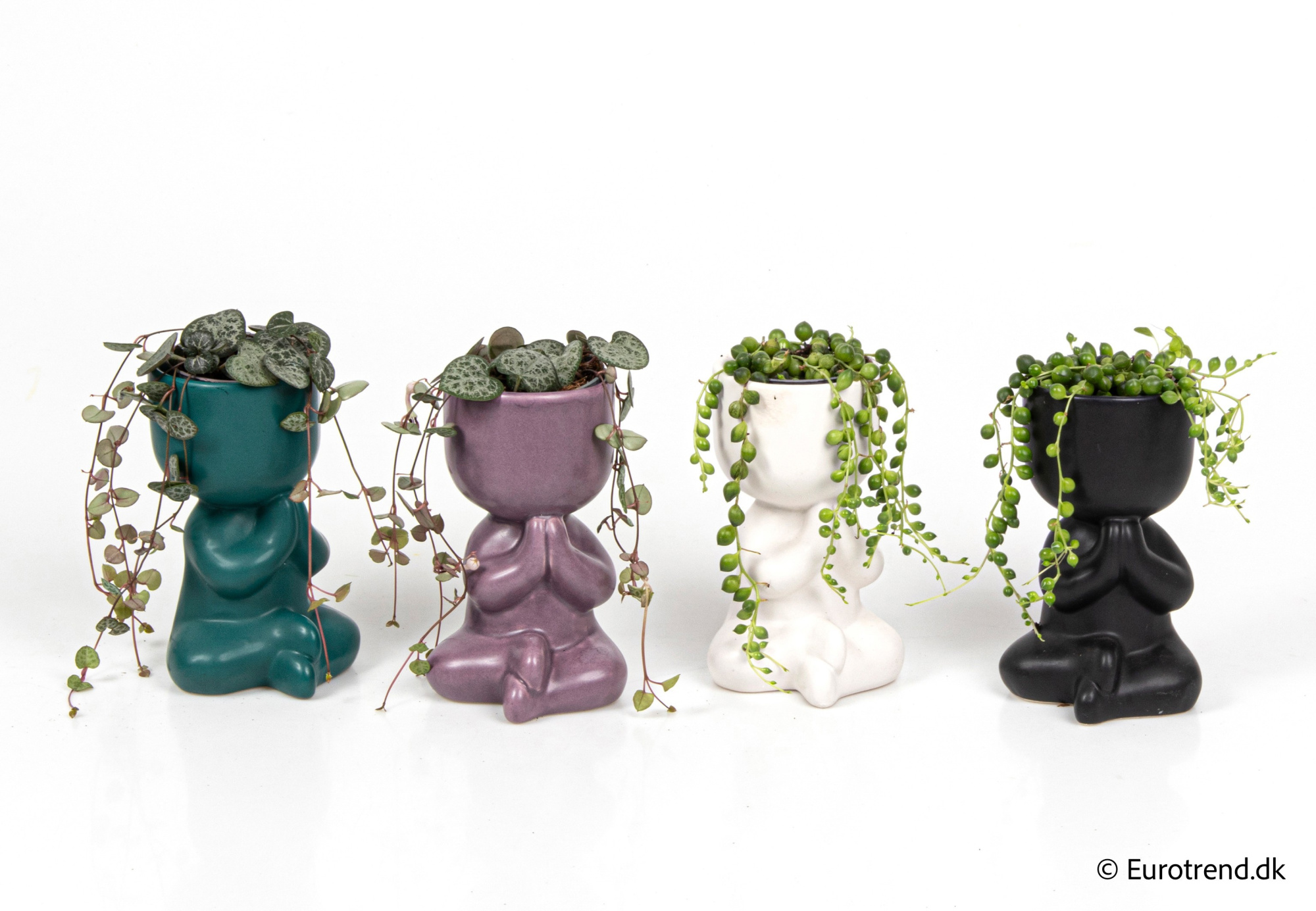 Ceropegia/Senecio in New Look ceramic 2026, D 6