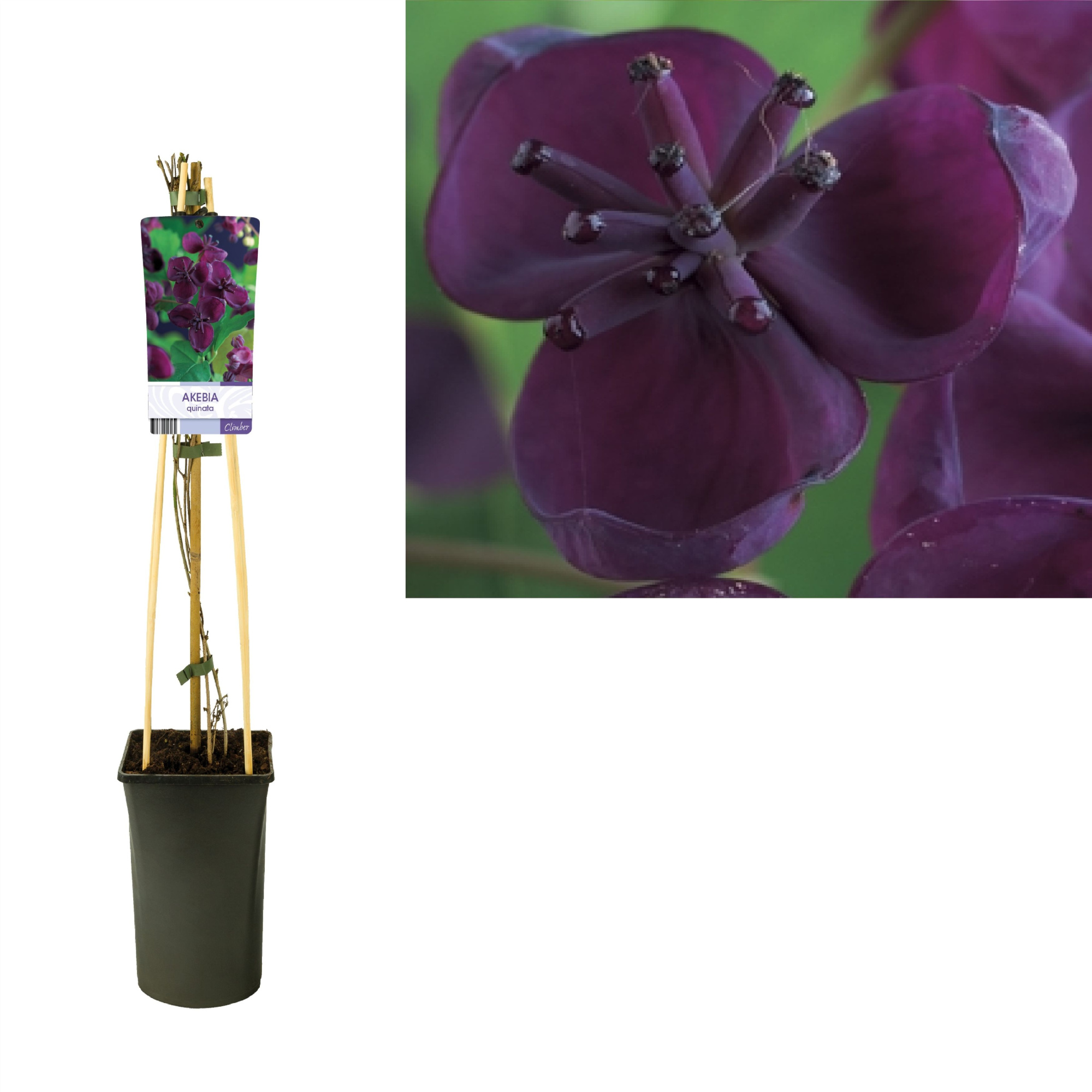 Akebia quinata +light label, D 17