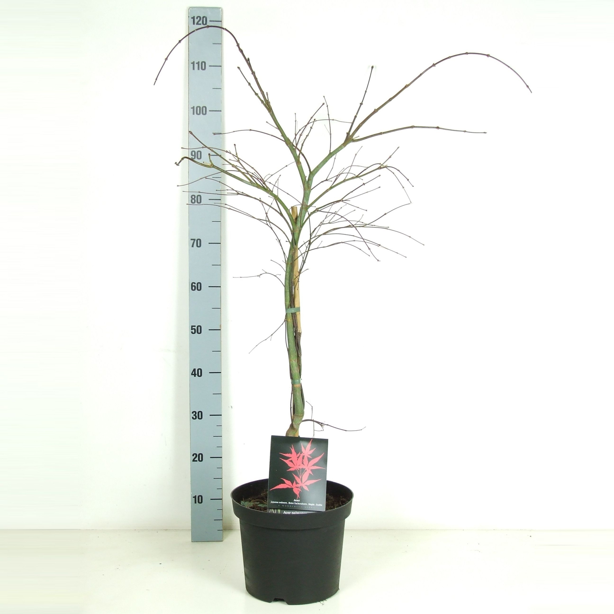 Acer palmatum 'Inaba-shidare' P26 Full CC, D 26