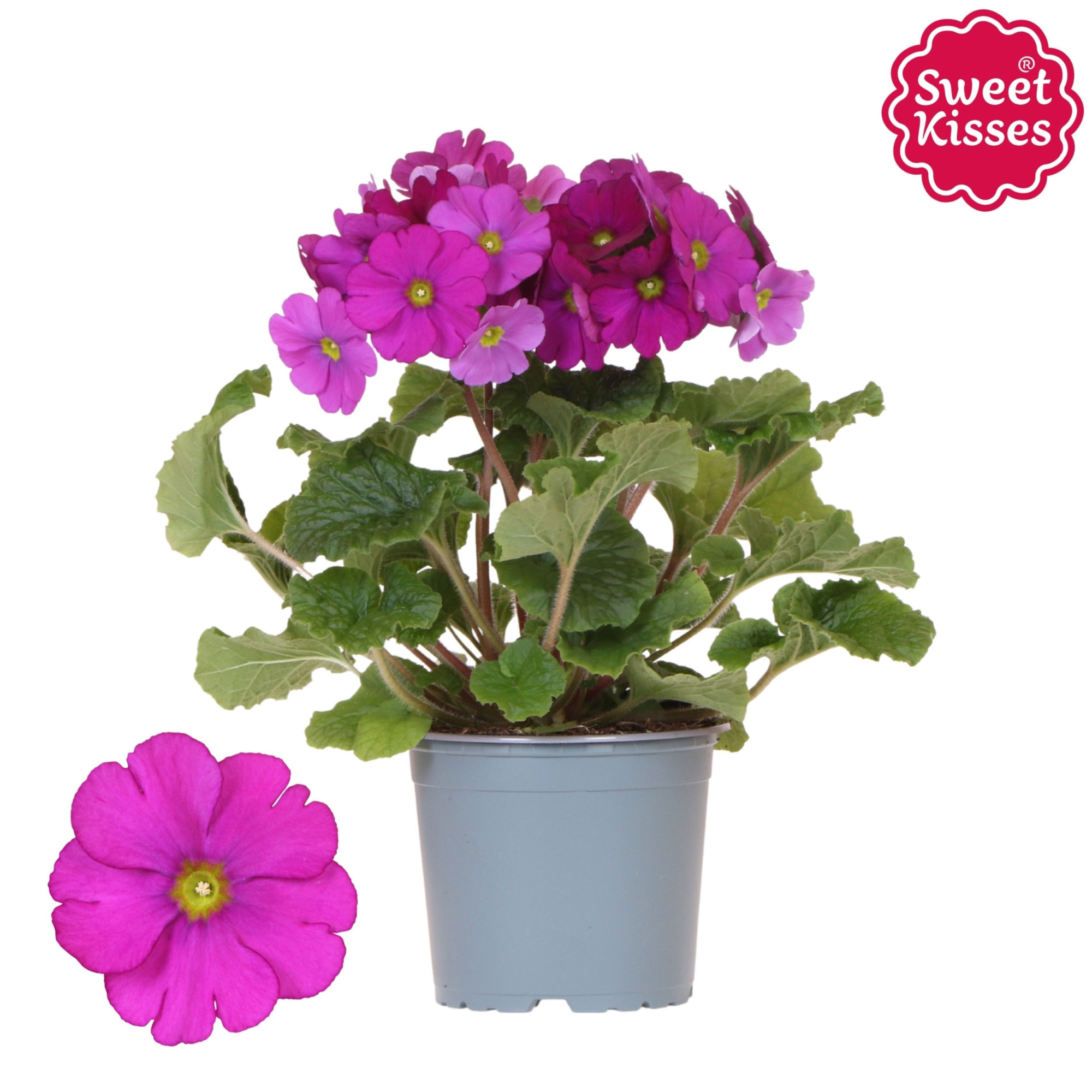 Primula Obconica Sweet Kisses pink, D 12