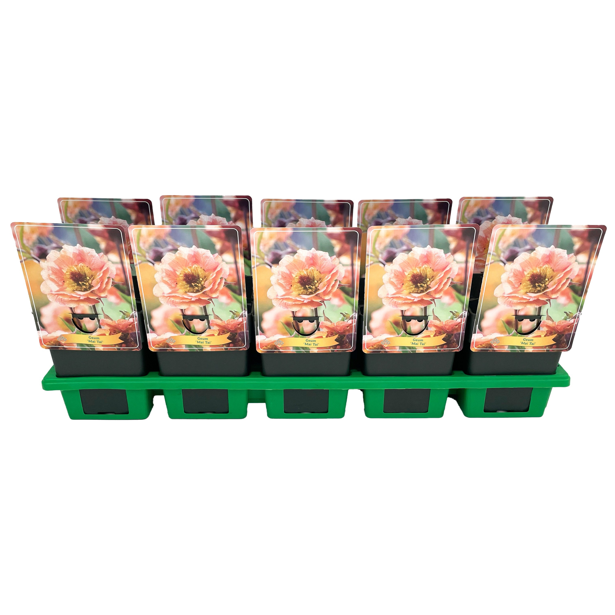 Geum 'Mai Tai' P11, D 11