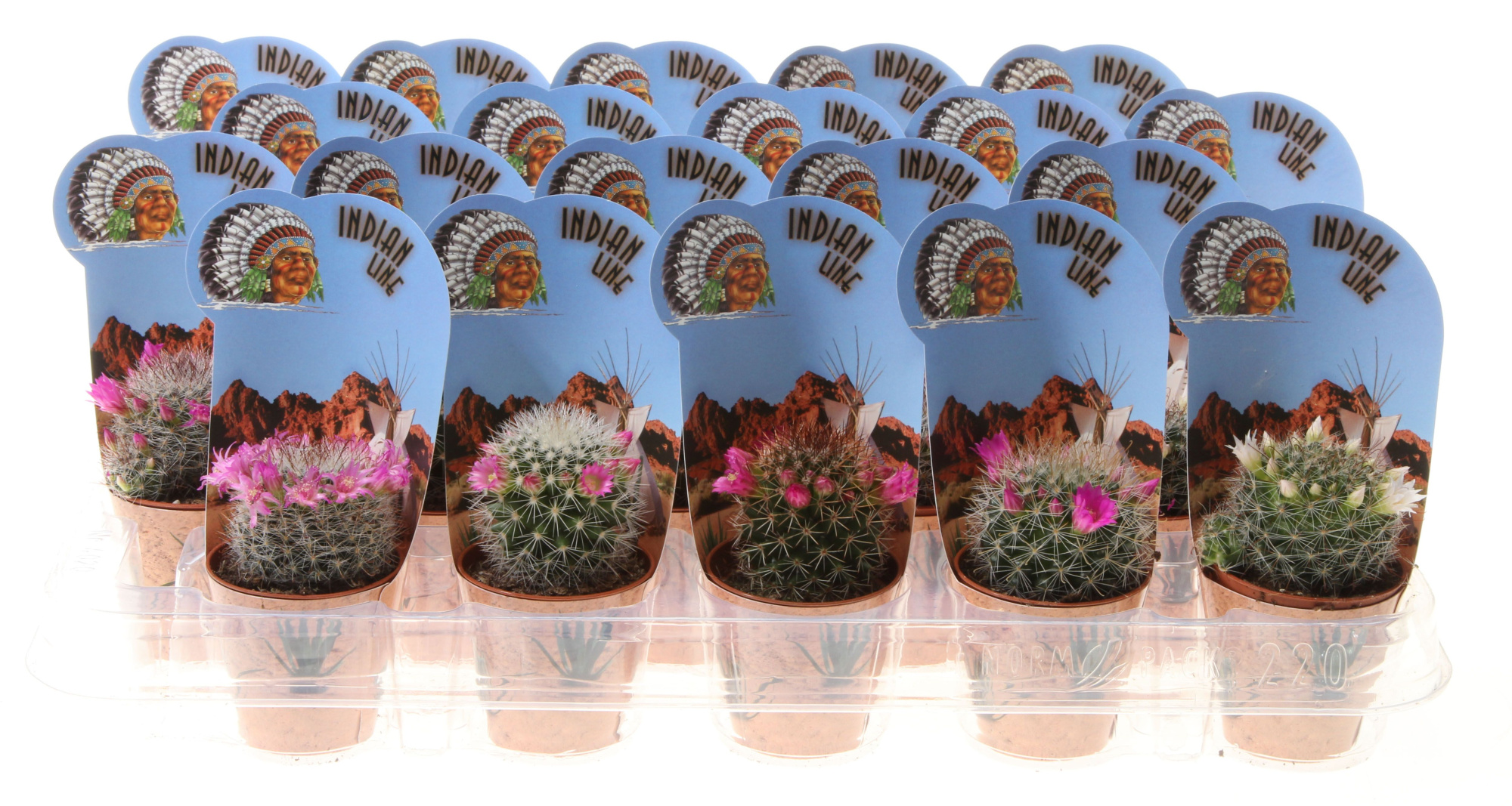 Mammillaria bloei indian line, D 5,5