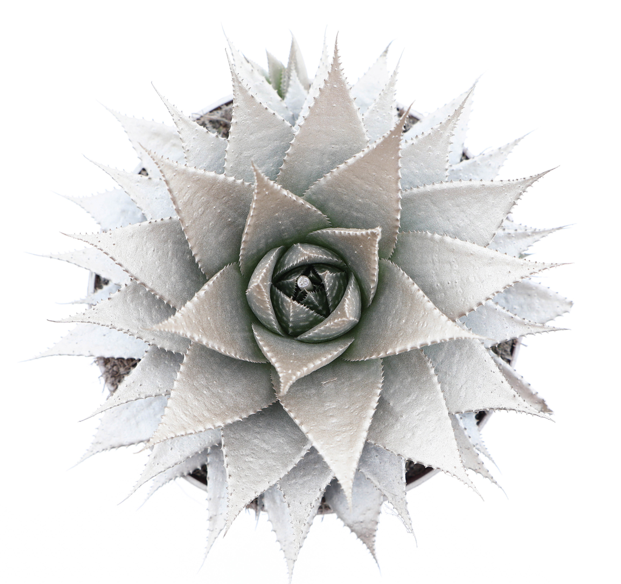 Aloe champagne, D 17