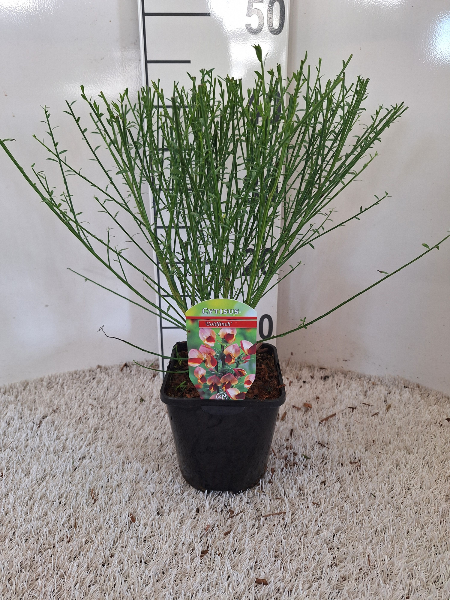 Cytisus 'Goldfinch', D 14
