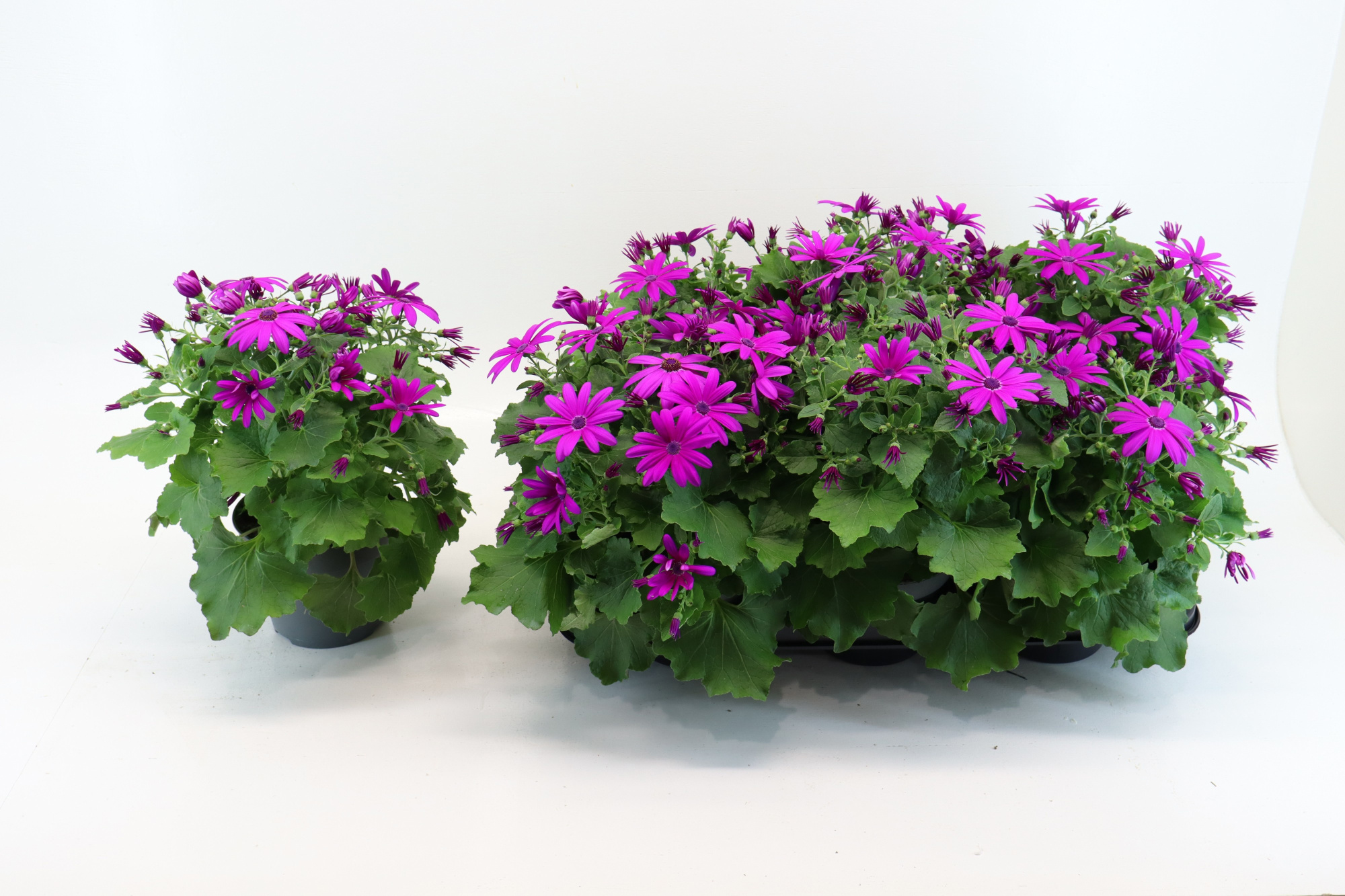 Senecio Senetti Magenta, D 15