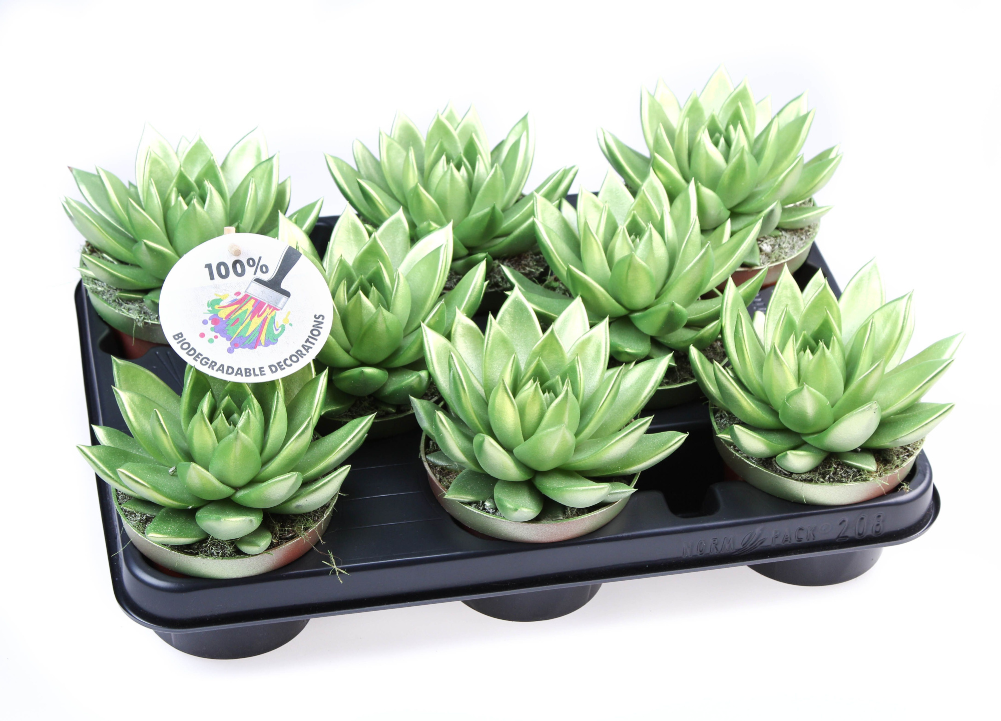 Rainbow Metallic green, D 10,5