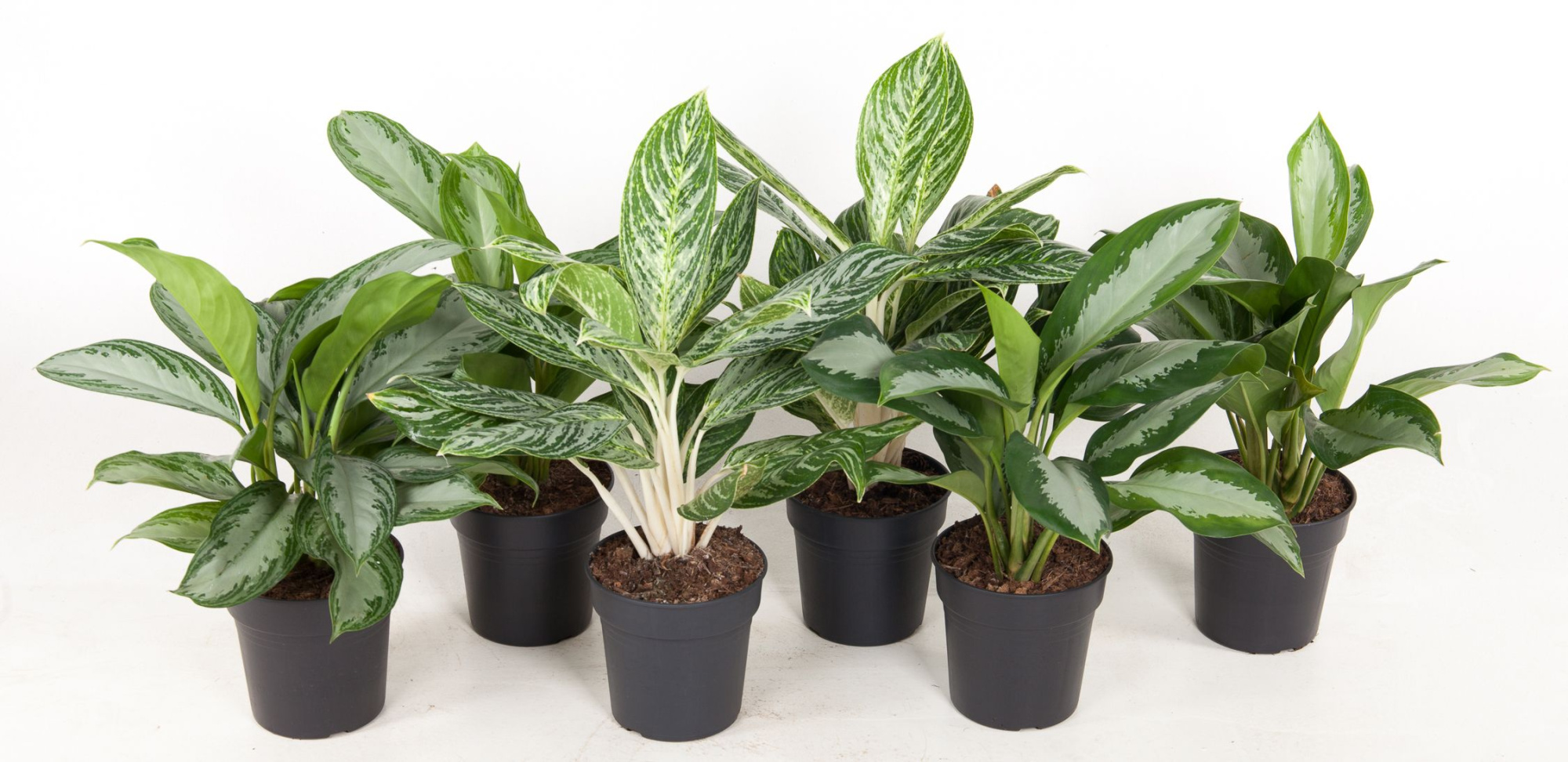 Mix aglaonema 19cm, D 19