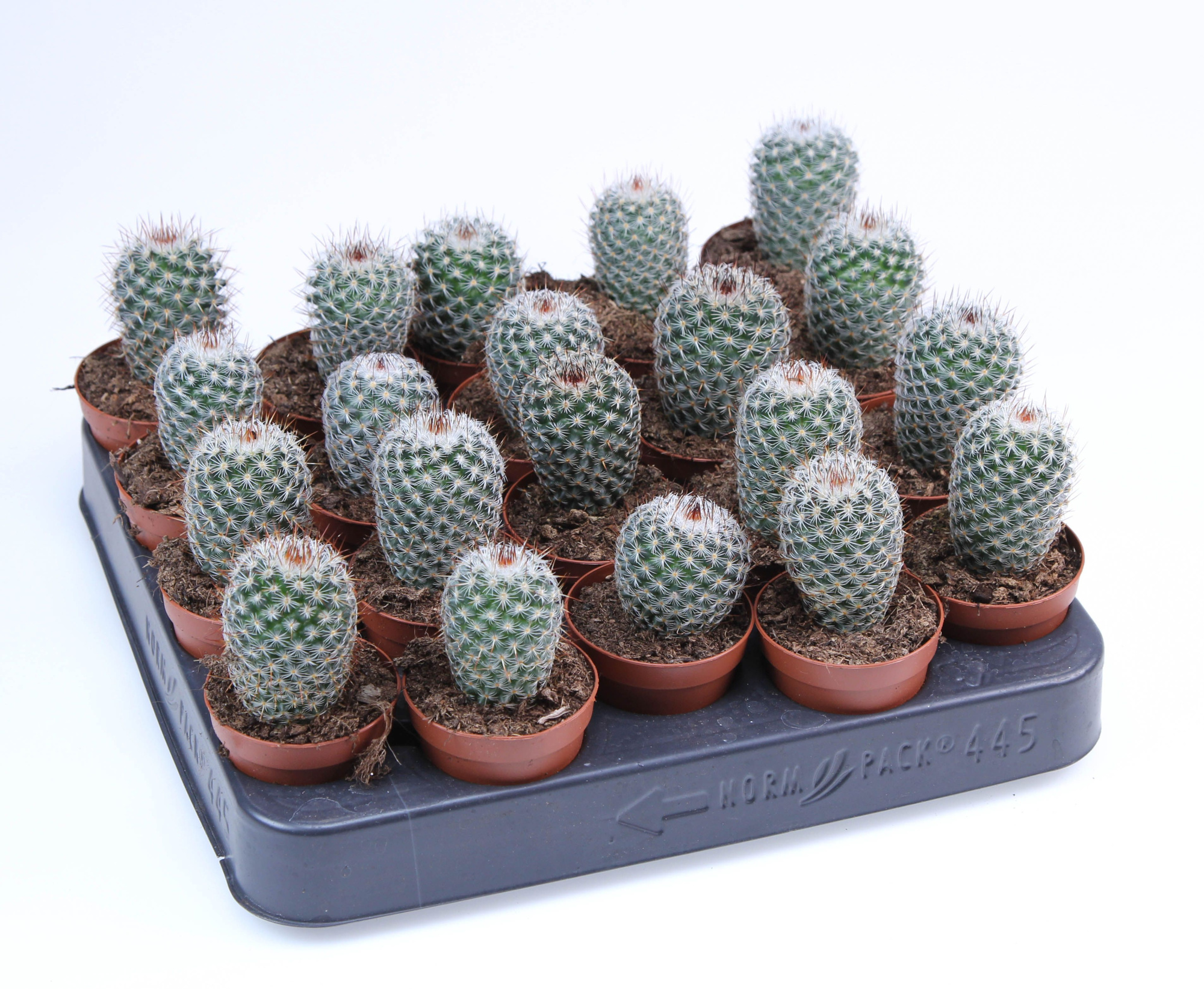 Mammillaria Klissingiana E, D 5,5