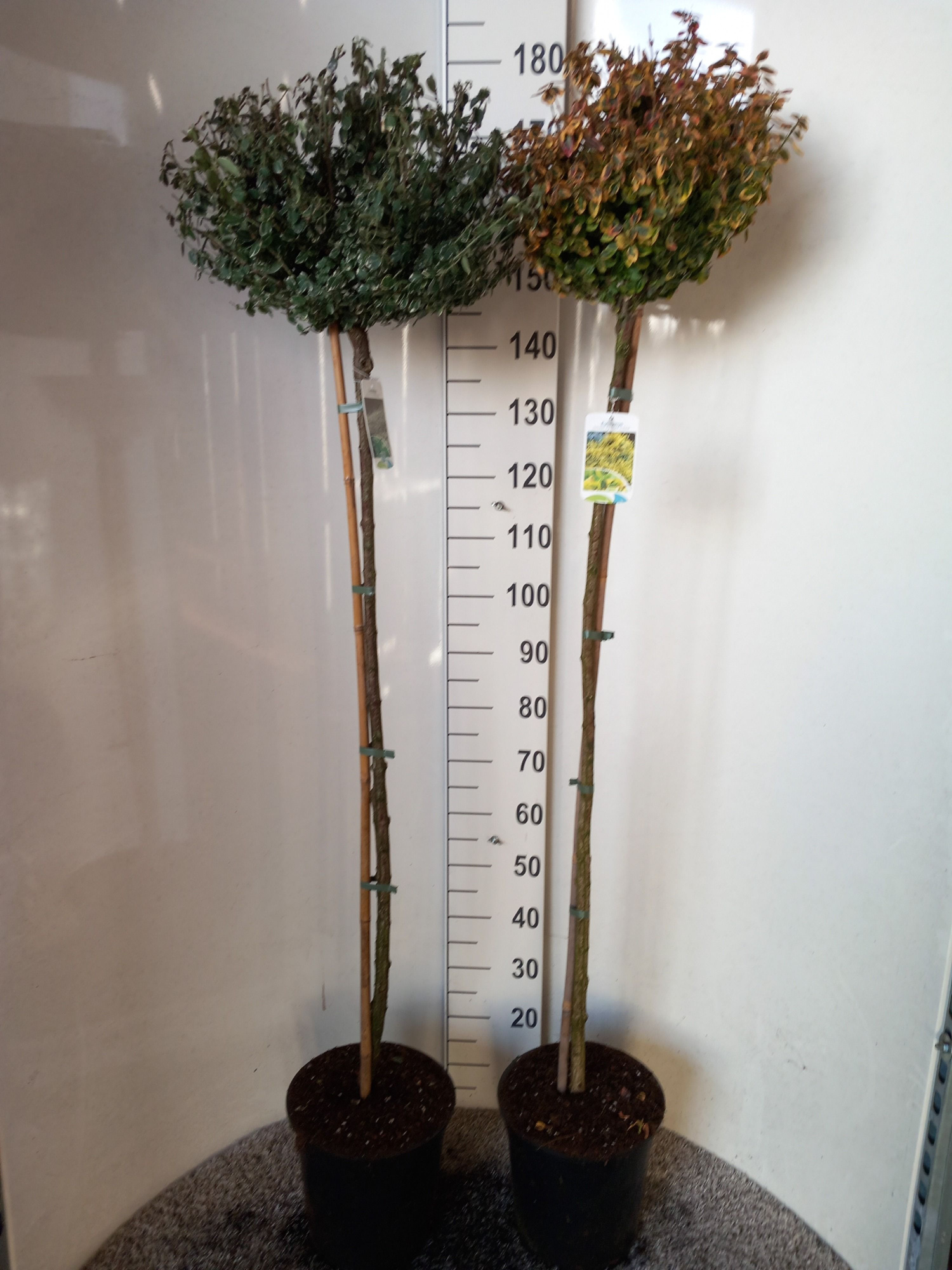 Euonymus fortunei in cultivars 110 stam 25-30 kroon P28, D 28