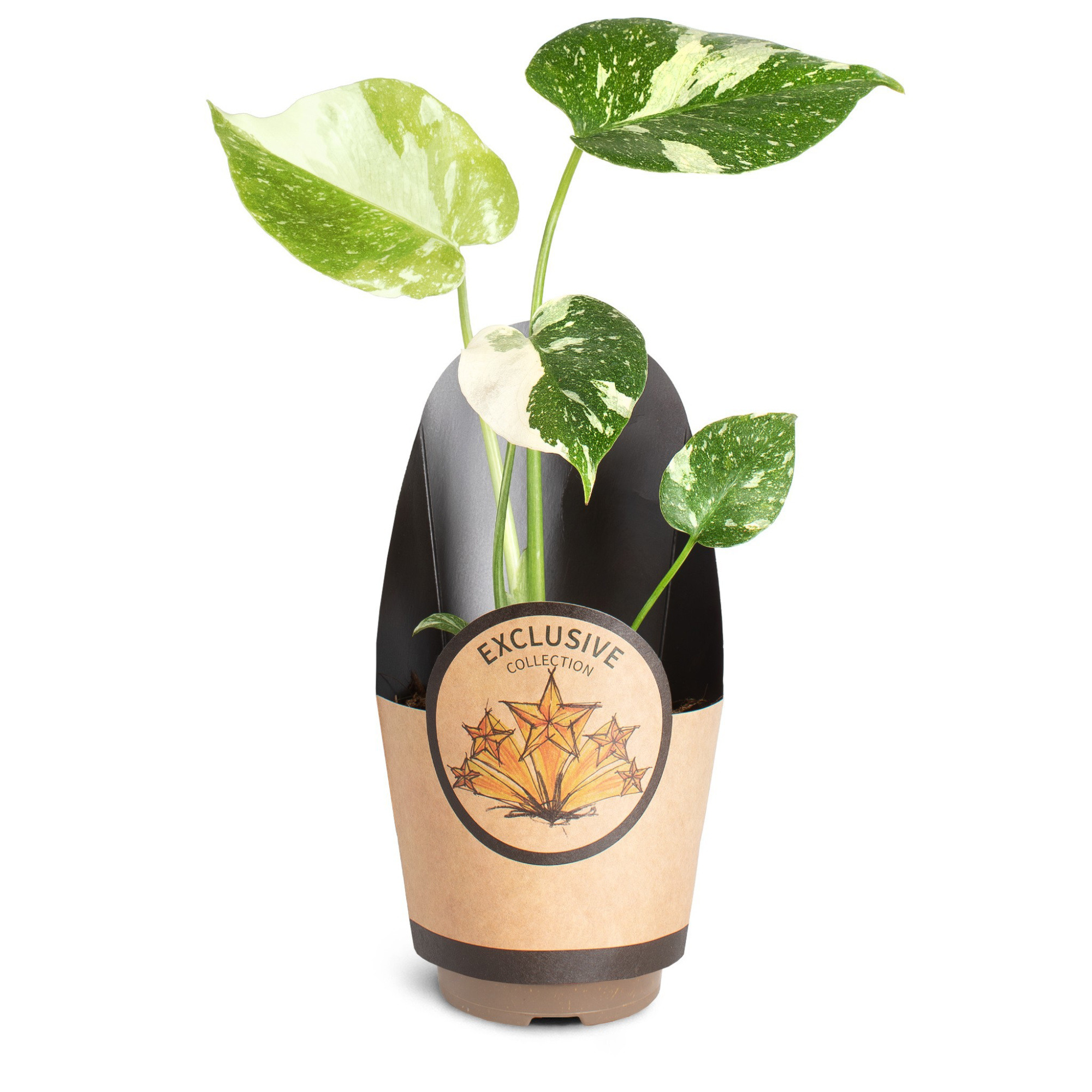 Monstera deliciosa 'Thai Constellation', D 11