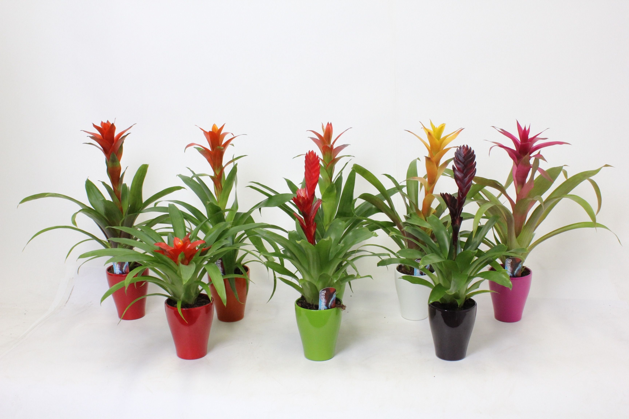 Bromelia mix in Carly Keramiek, D 10