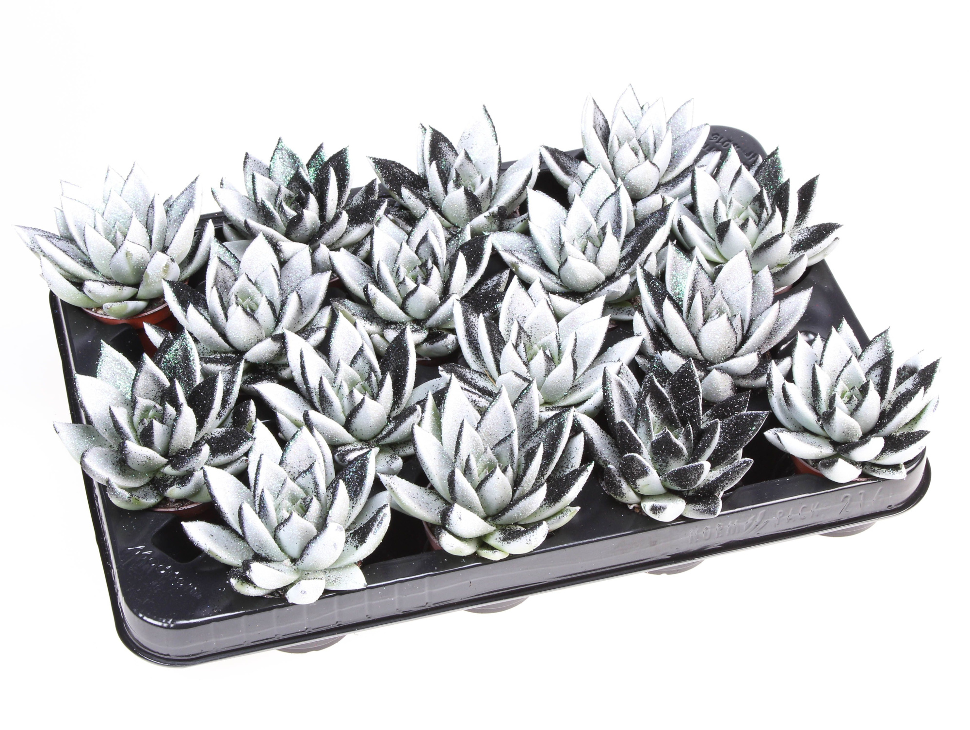 Miranda black&white + bio glitter, D 6,5