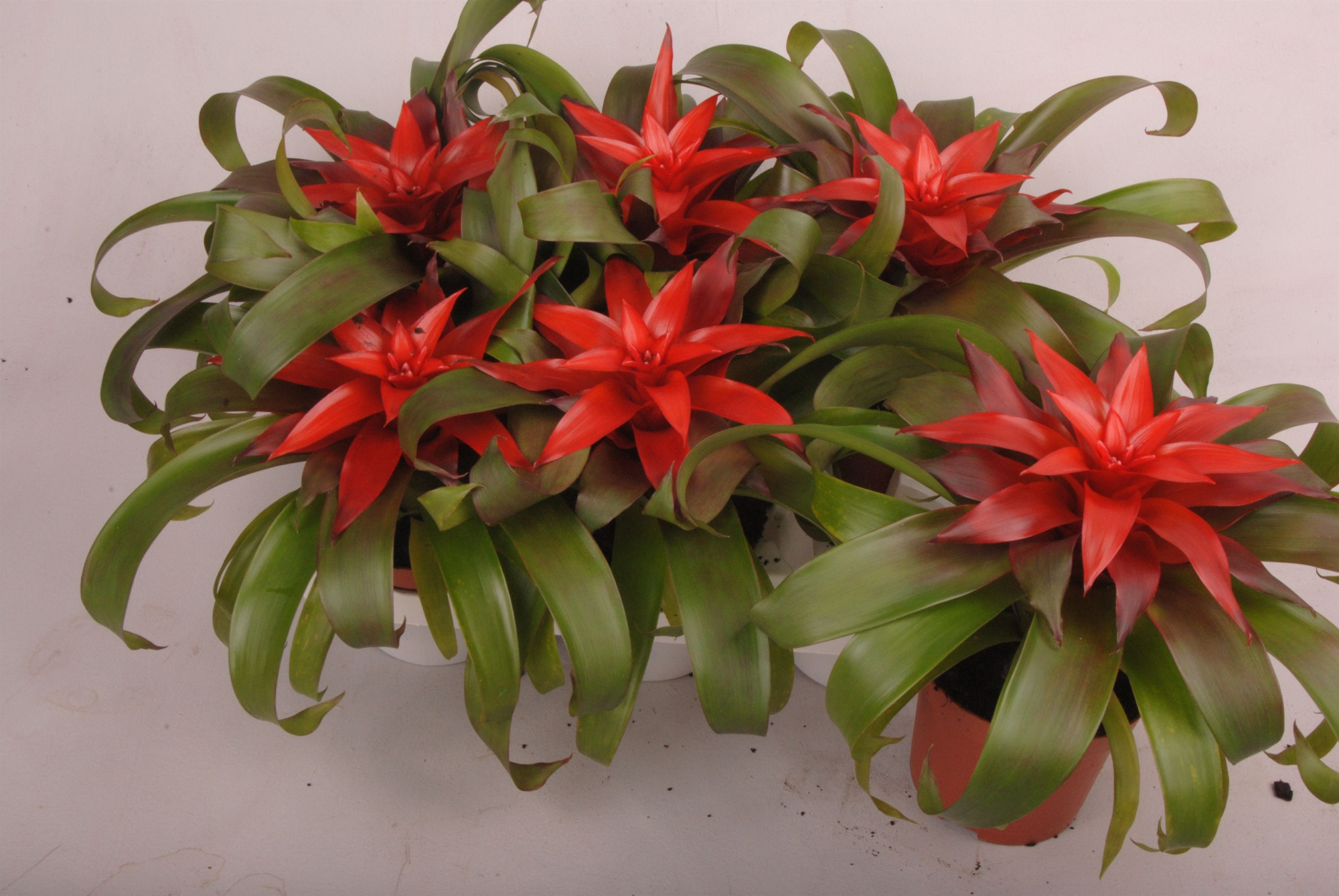 Guzmania Revolution, D 9