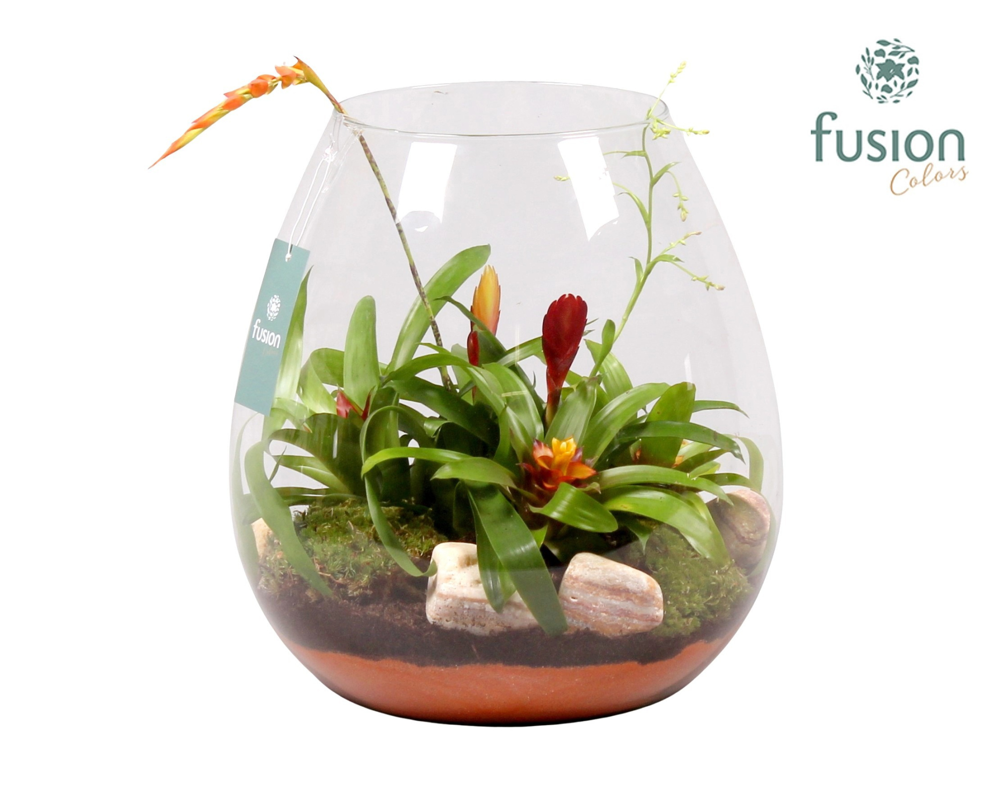 Green Bottle Abby XLarge met Bromelia, D 29