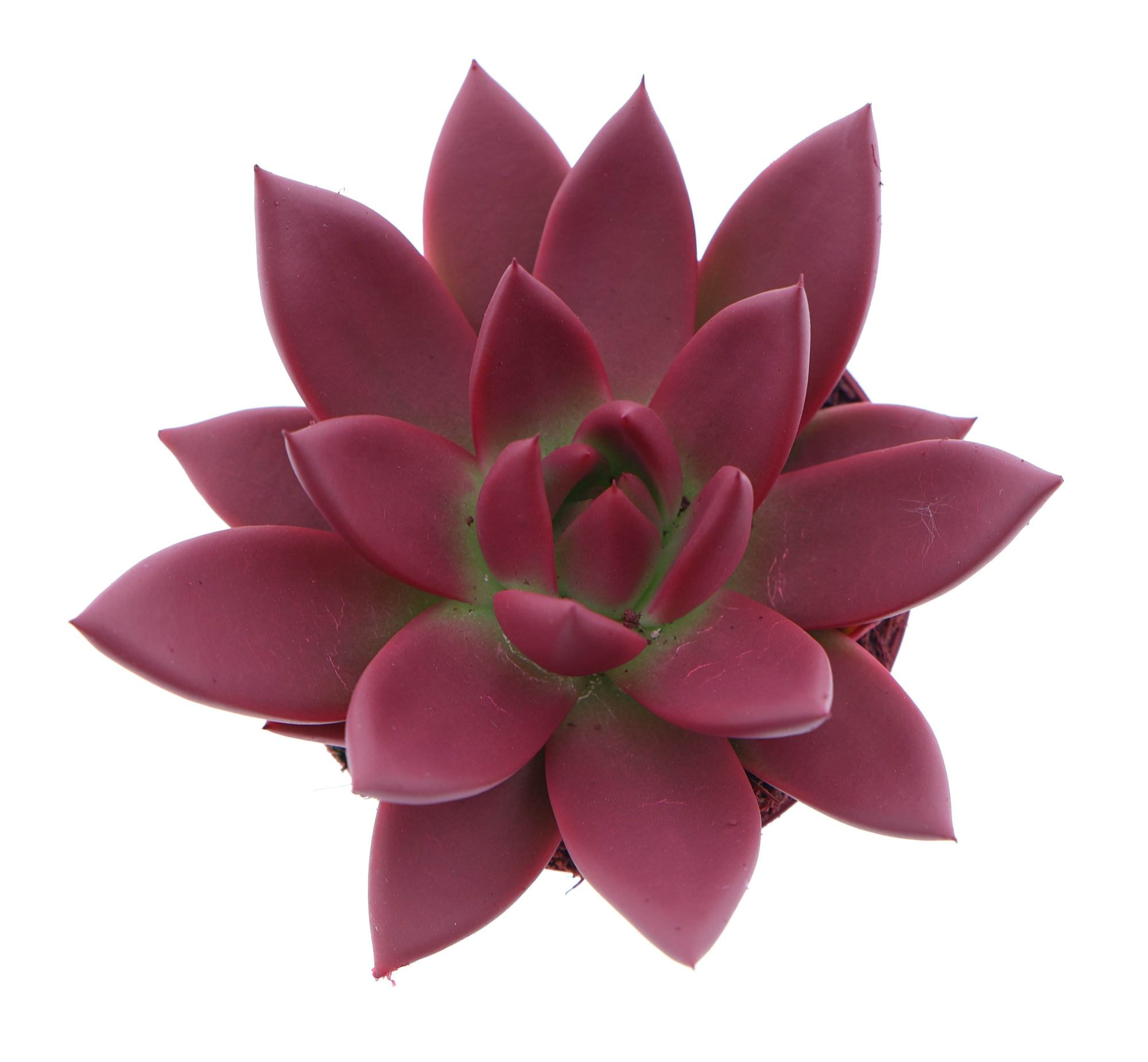 Rainbow bordeaux red, D 8,5