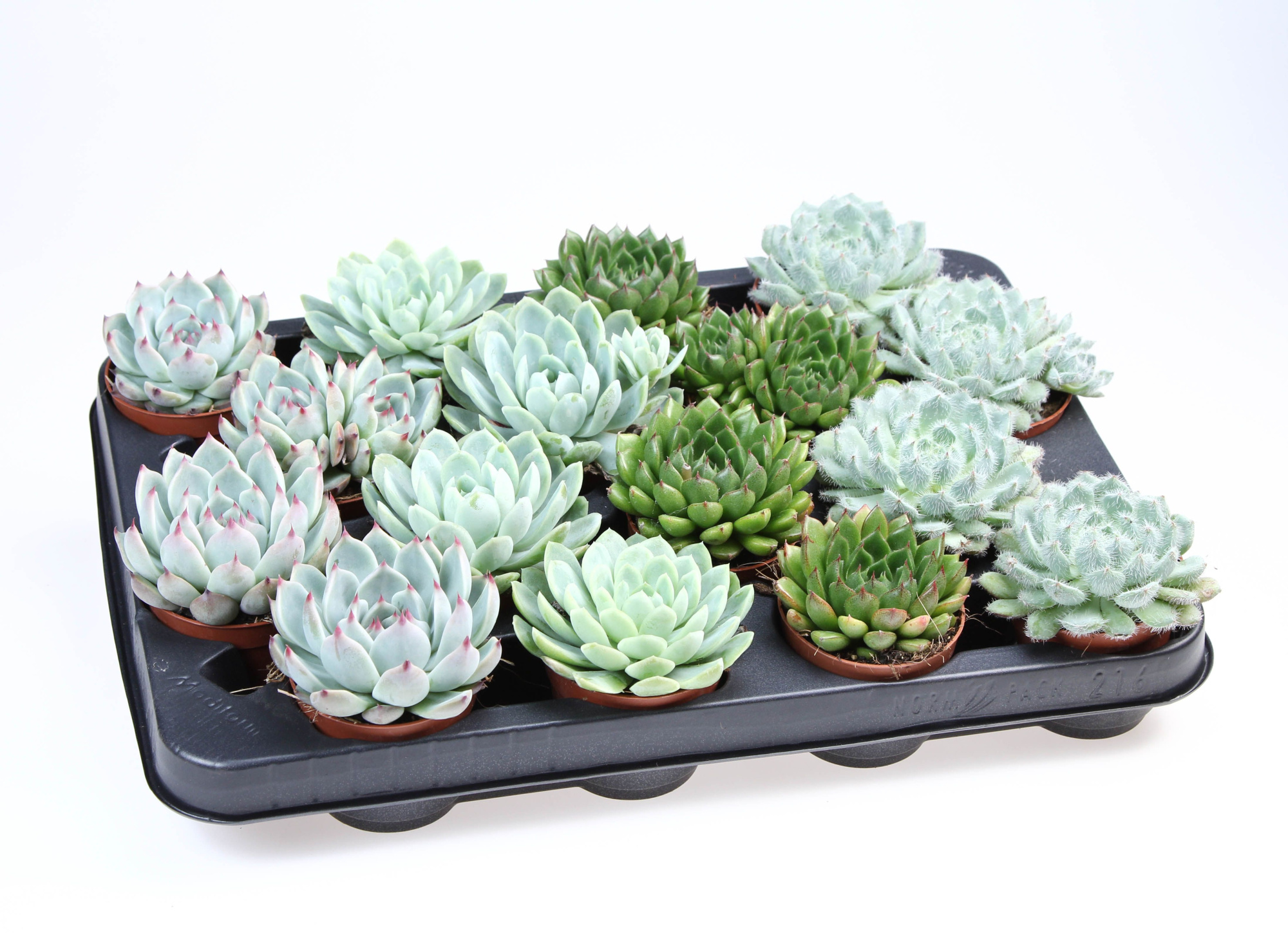 Echeveria mix, D 6,5