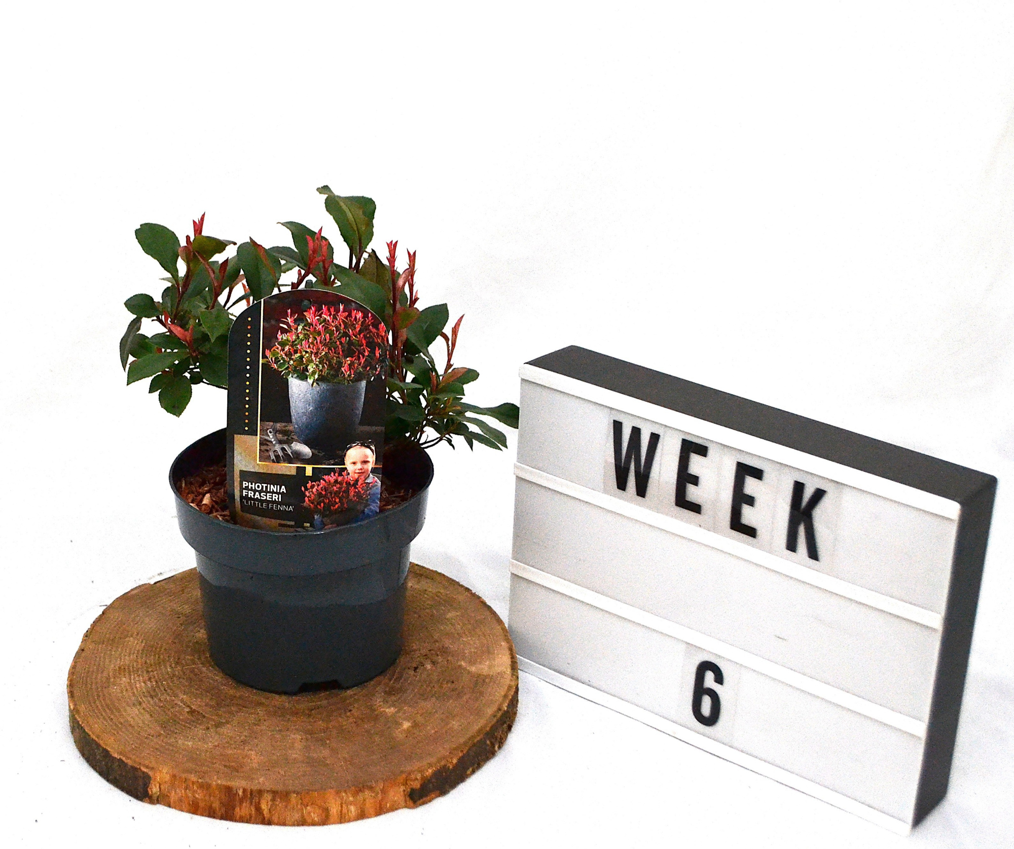 Photinia fraseri Little Fenna C2, D 19