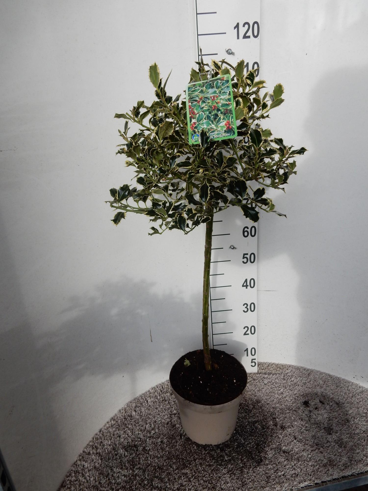 Ilex aquifolium Argentea Marginata 50-60 st. P26 kroon 20 cm, D 26