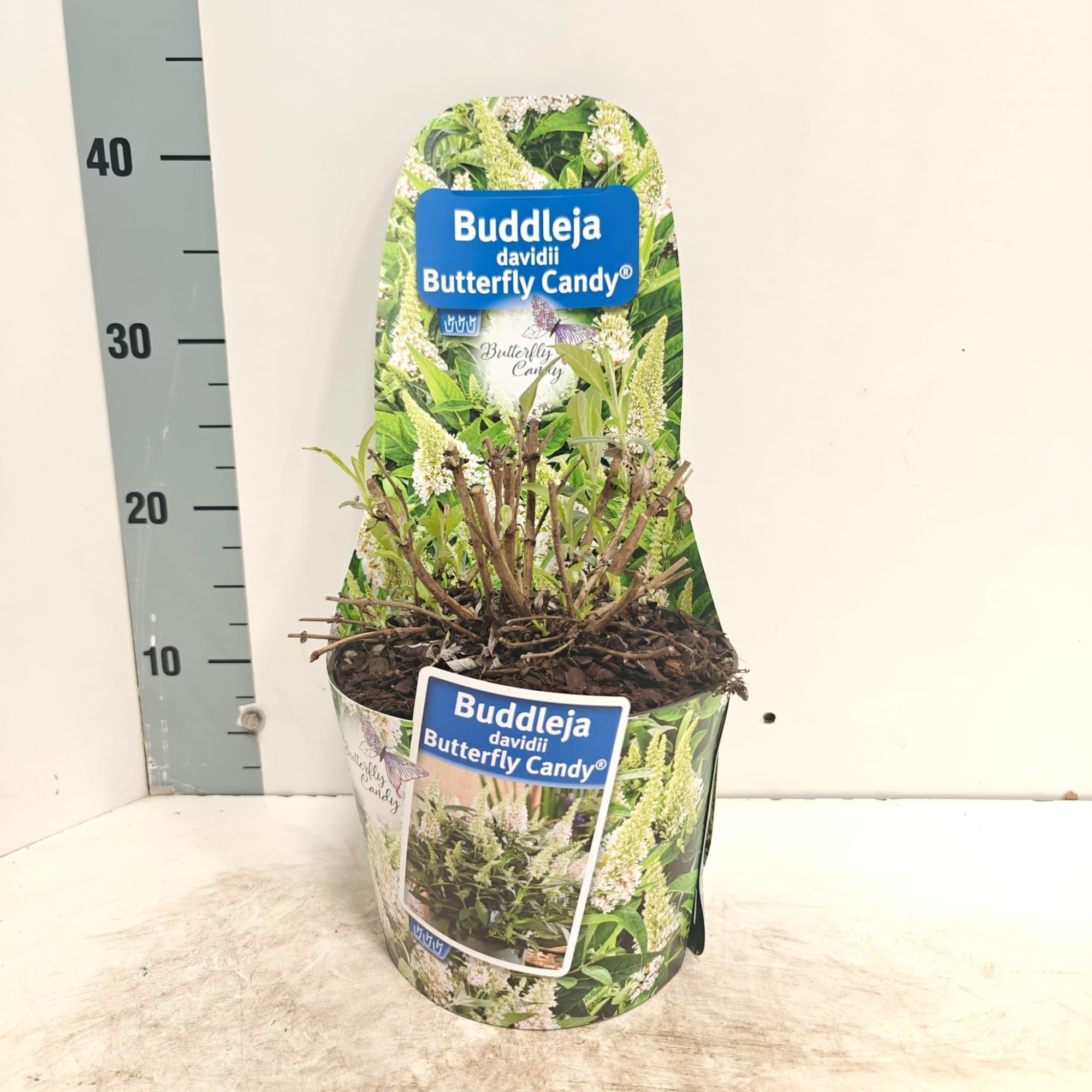 Buddleja d. Butt. Candy® wit (in potcover), D 19