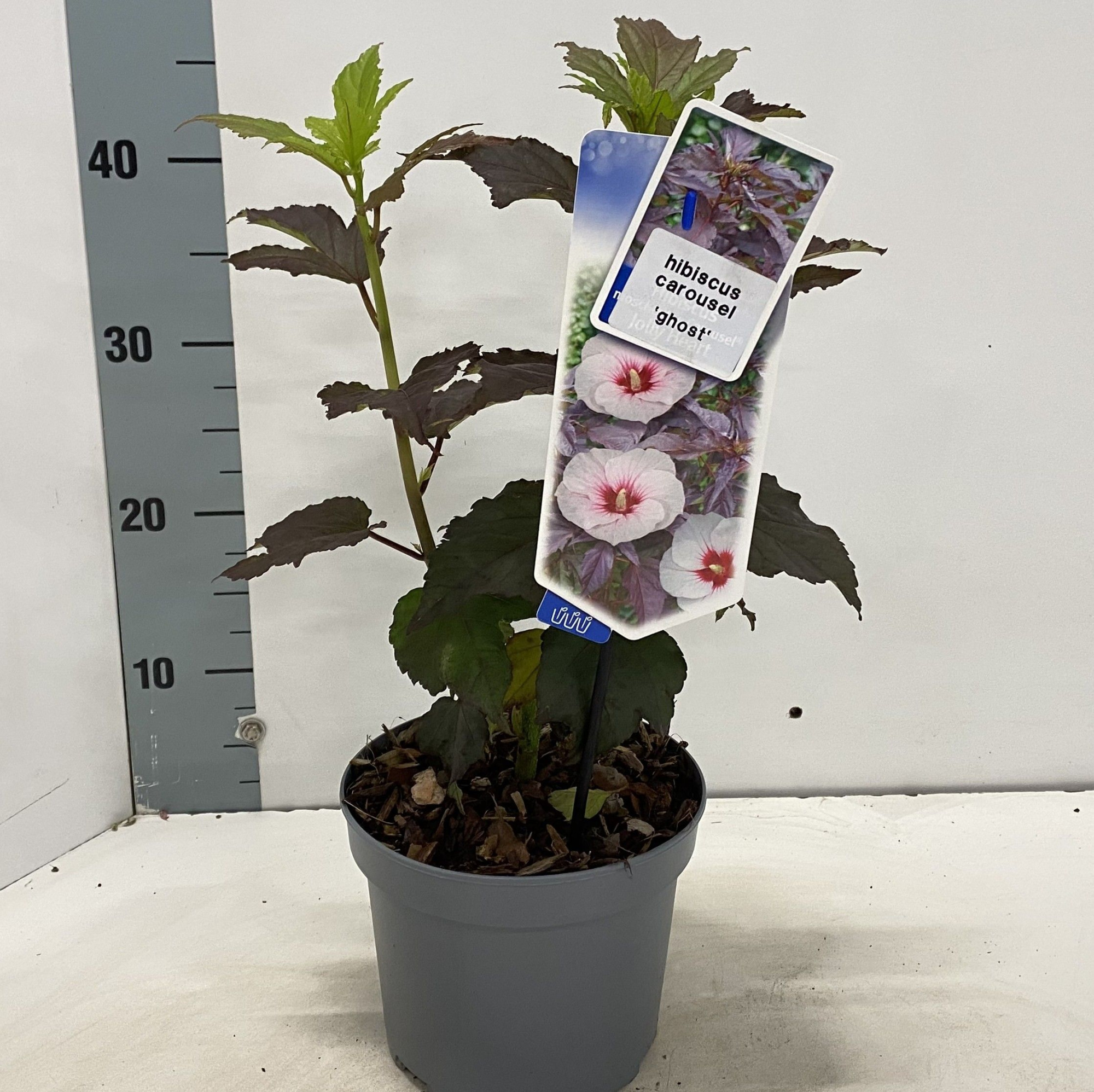 Hibiscus Carousel Ghost ('Tahi2025'PBR), D 17