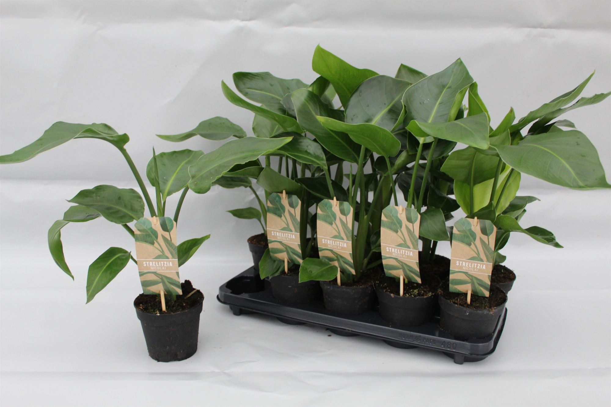 Strelitzia Nicolai p13, D 13