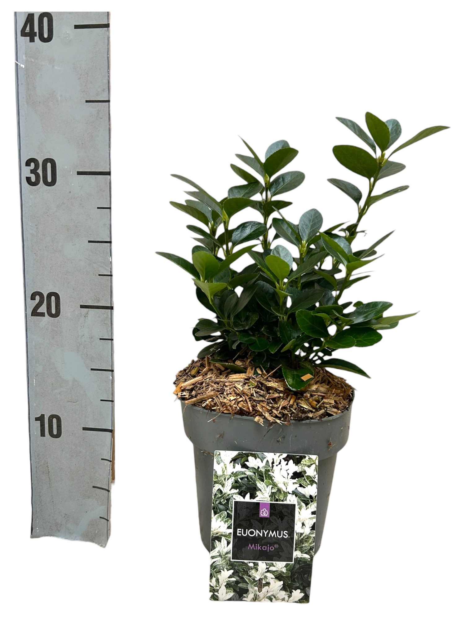 Euonymus japonicus 'Mikajo' P15, D 15