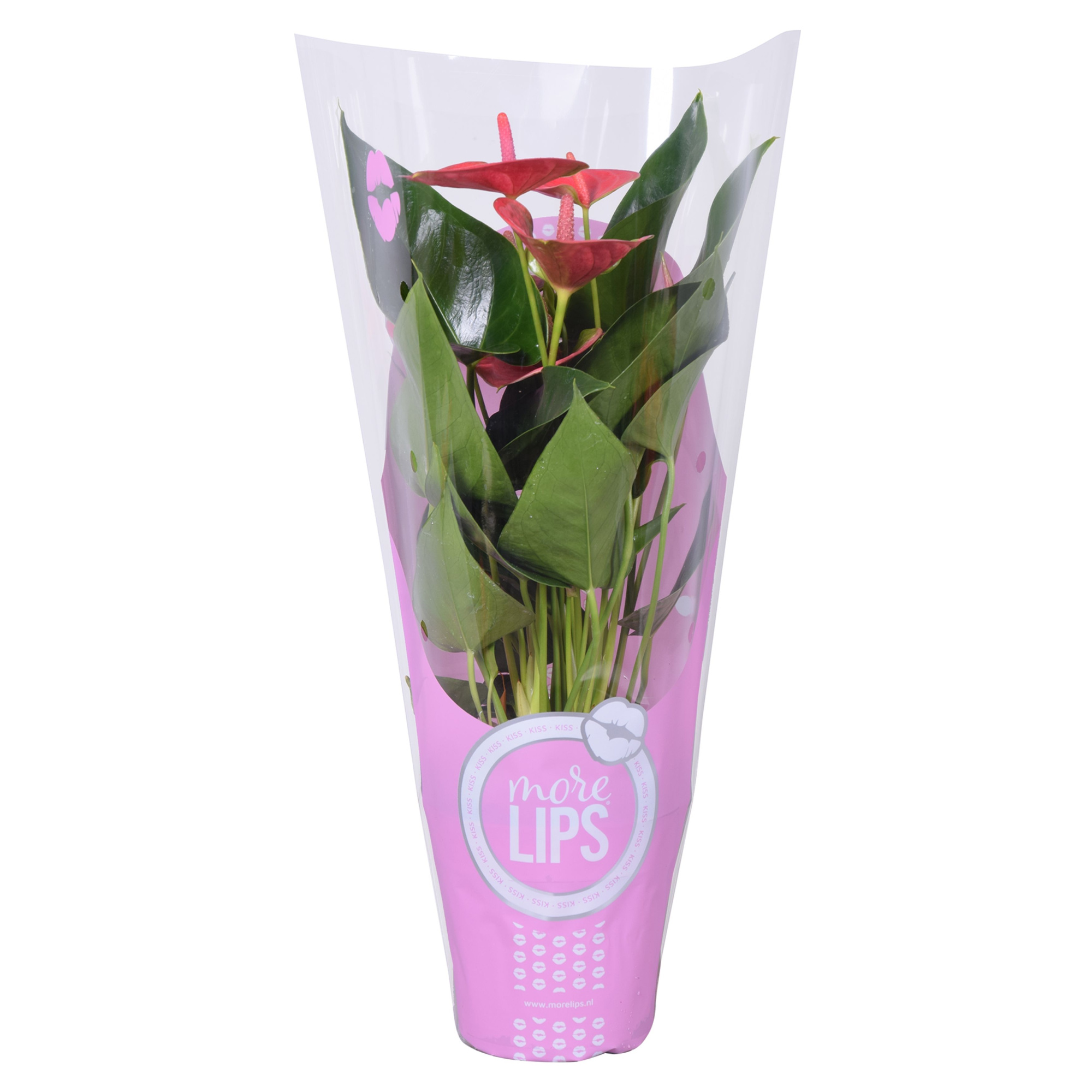 MoreLIPS® Anthurium Sweet Dream in ShowHoes, D 12